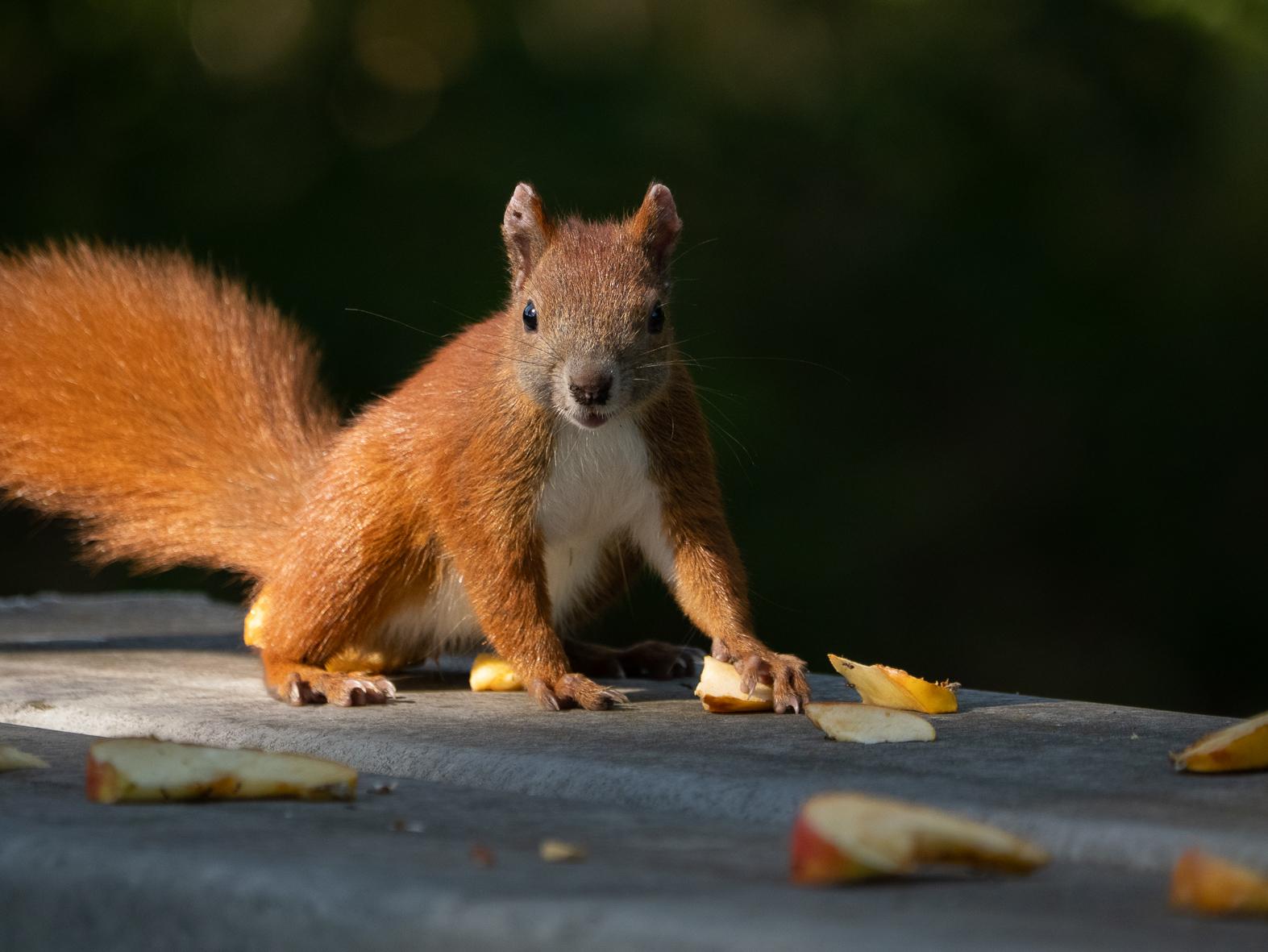 Ein Eichhörnchen steht auf allen Vieren auf einer grauen Bank im sonnenlicht. Es schaut direkt in die Kamera, vor ihm liegen mehrere Apfelschnitze