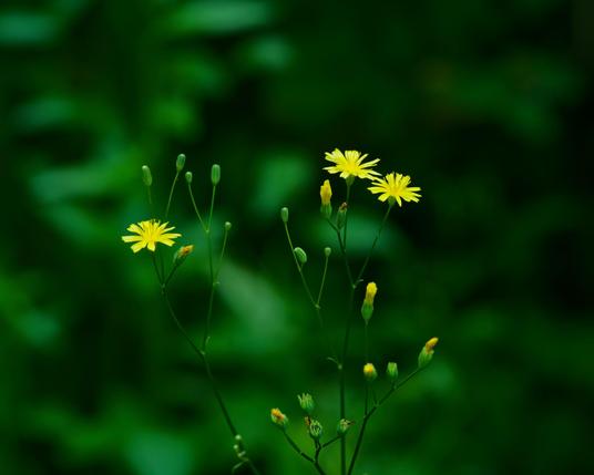 Three small yellow flowers with flat ray petals and numerous seed pods and flowers about the merge with blurry black and green background