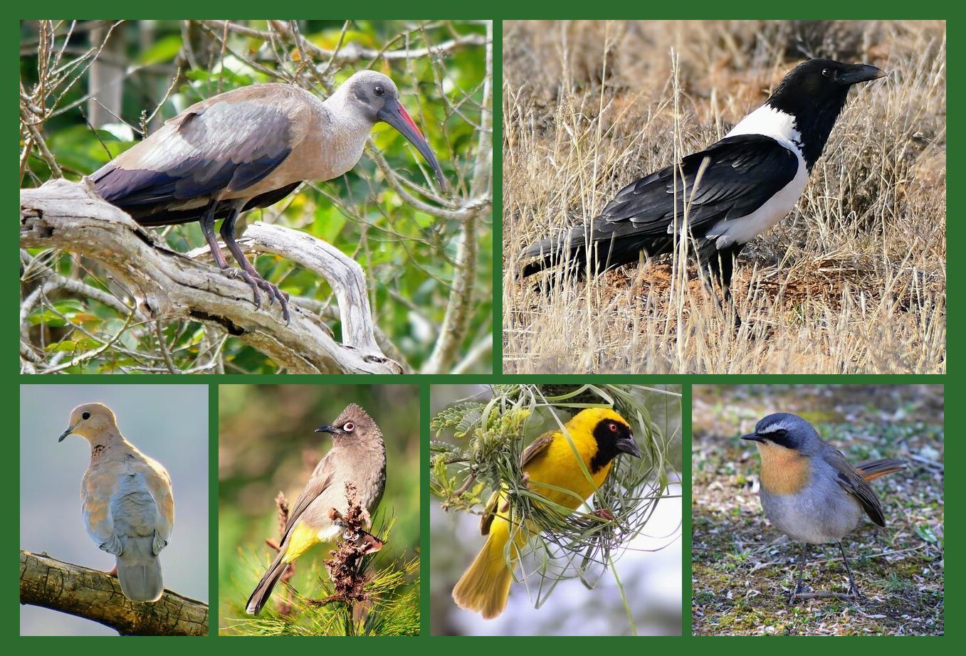 A photomontage of the birds in today's updated quiz.