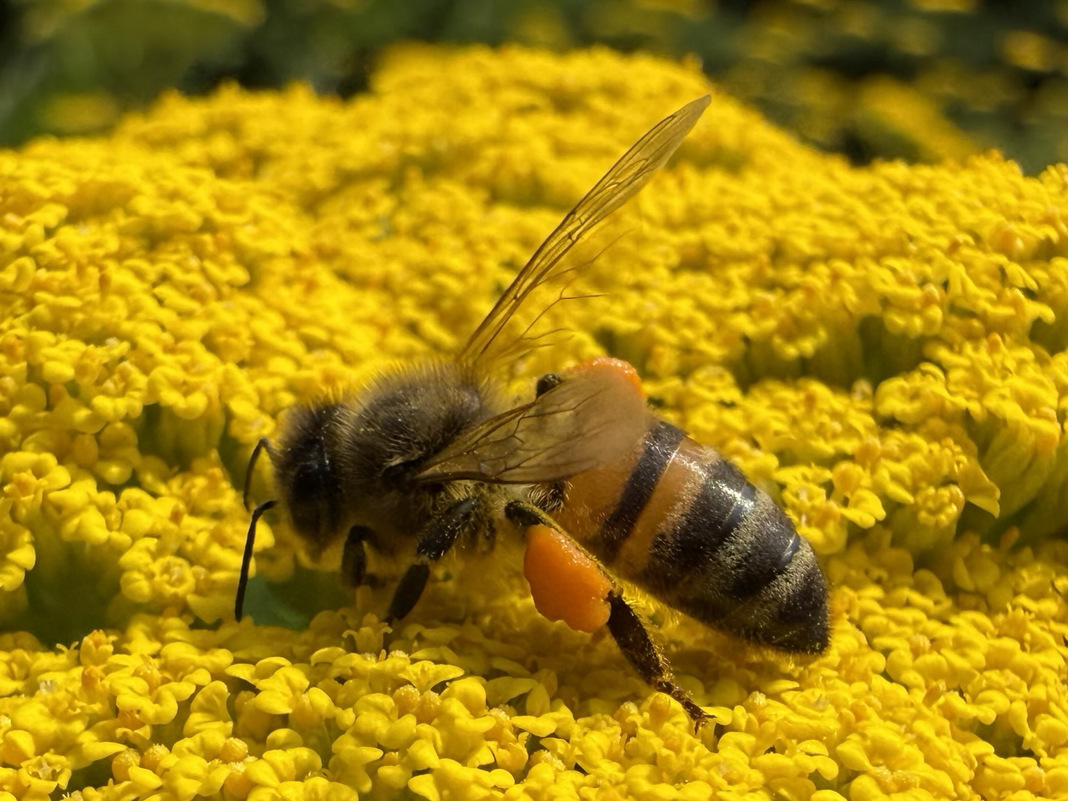 Detaillierte Nahaufnahme einer Biene, die auf einer Blüte sitzt. An den Beinen hängt ordentlich Pollen.