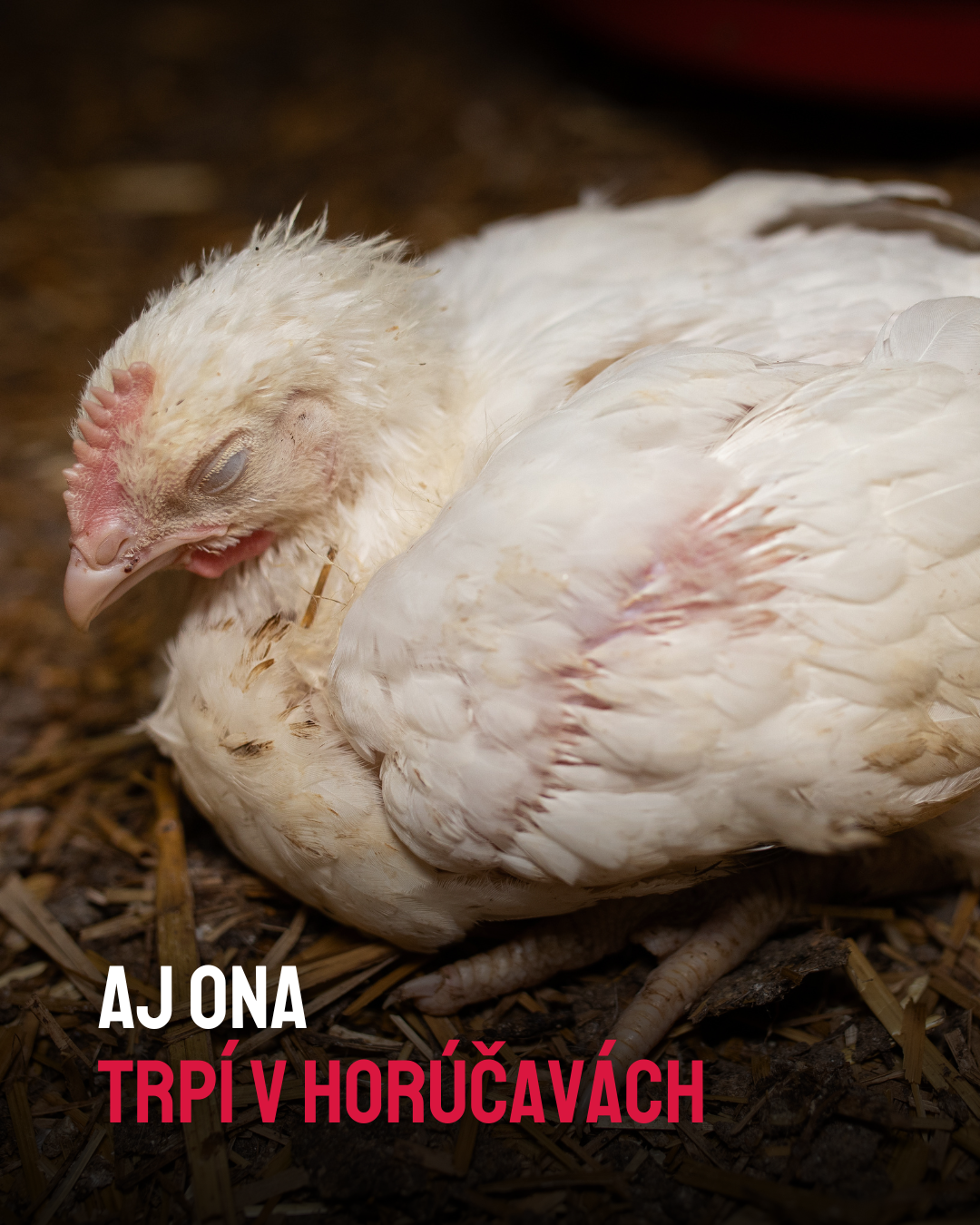 AJ ONA TRPÍ V HORÚČAVÁCH

Trpiace rýchlokurča so zavretým okom na fotke sklonené k zemi v hale priemyselného veľkochovu.