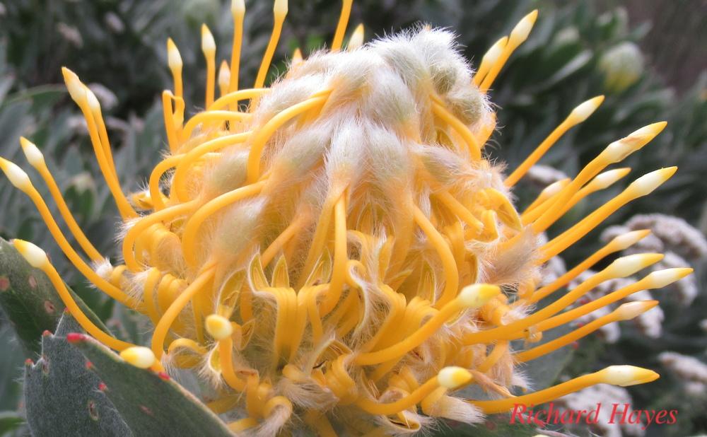 Massed yellow stamens with wgite fluffy tips form a round cluster. Some stamens are free of cjuster and stand upright