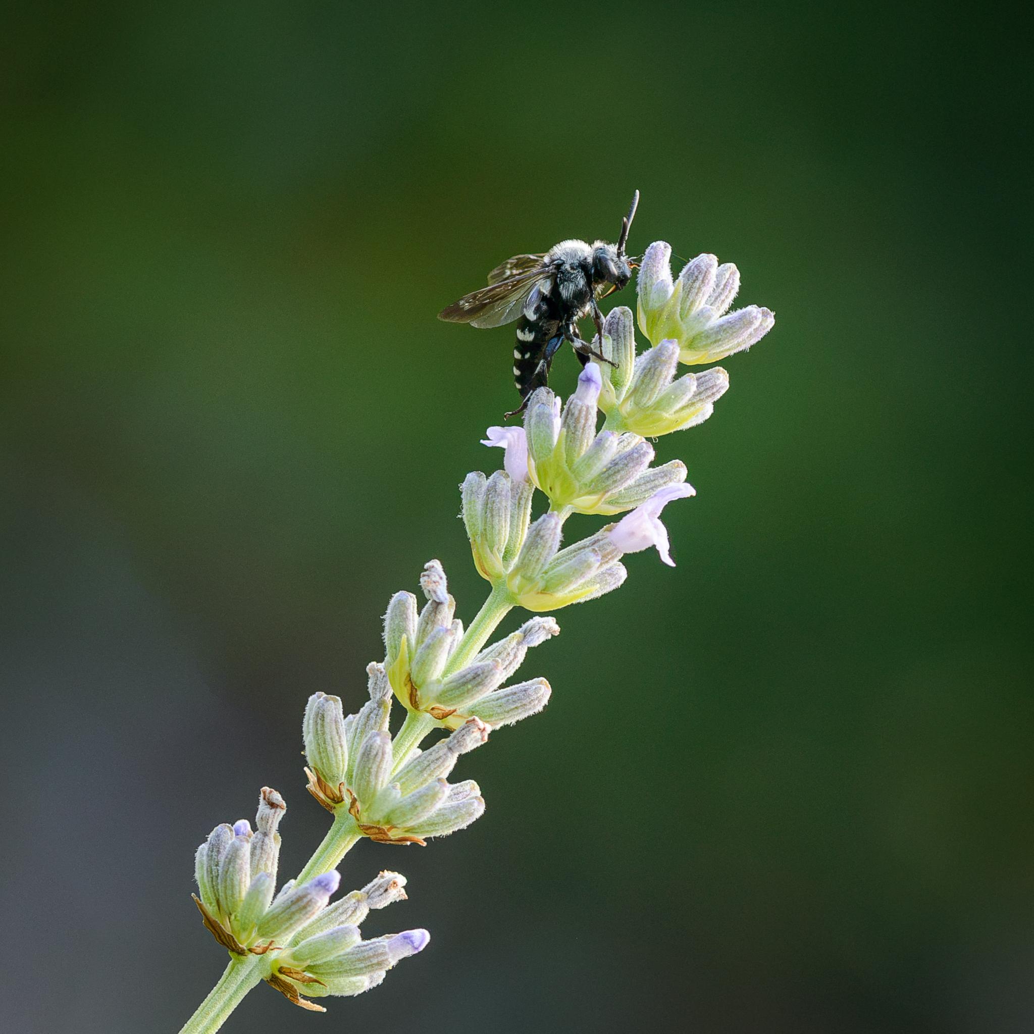 A bee perched near the top of a lavender stem, sunlit from behind, against an out of focus green background. The bee is mostly black, with pairs of white patches along the sides of the tergites on the abdomen, white patches on the legs, and white hairs on the thorax and on the top of the face. The hind wings are clear grey, but the forewings are smoky with clearer patches near the tips.