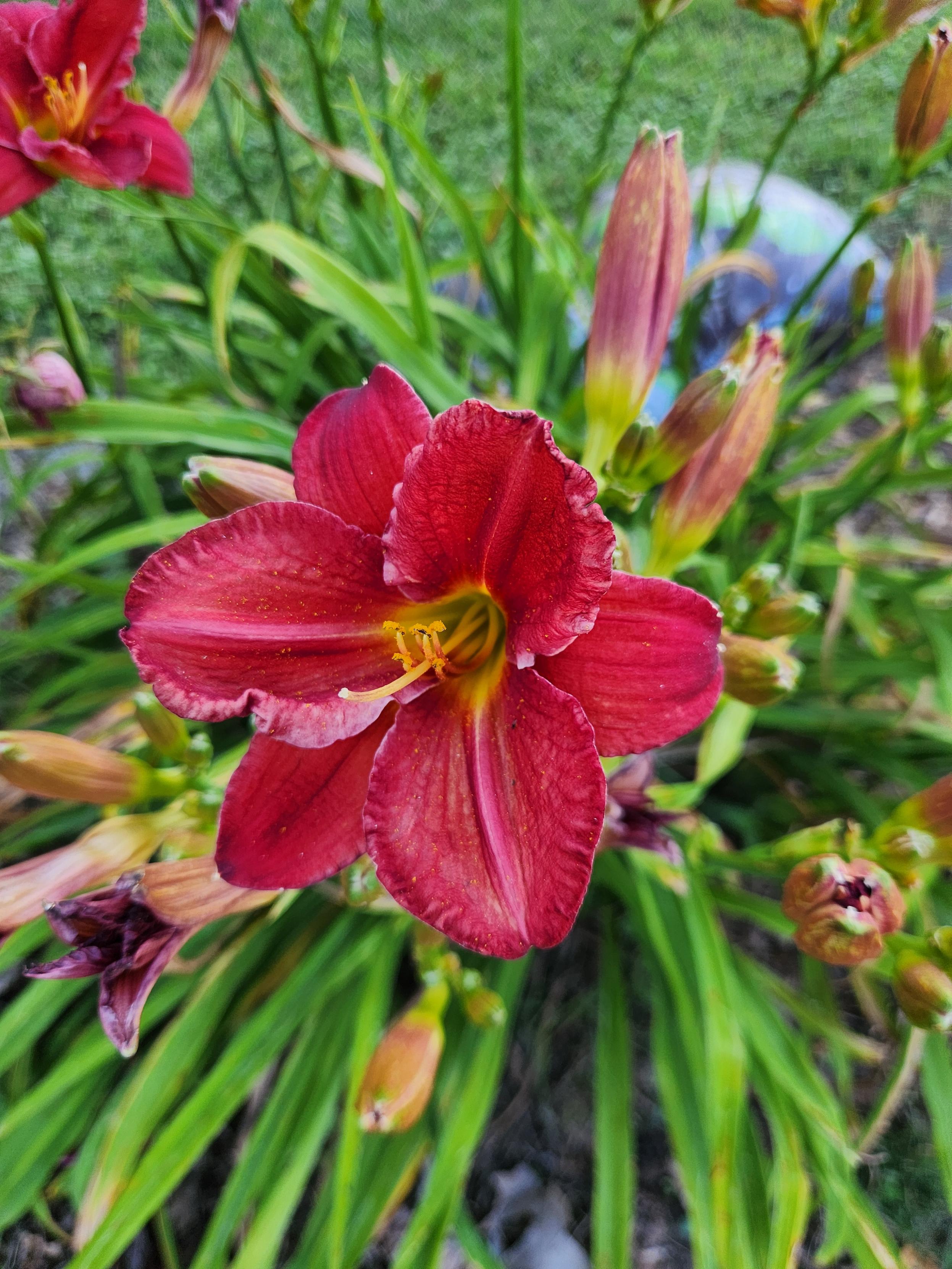 Photo of a red daylily bloom.