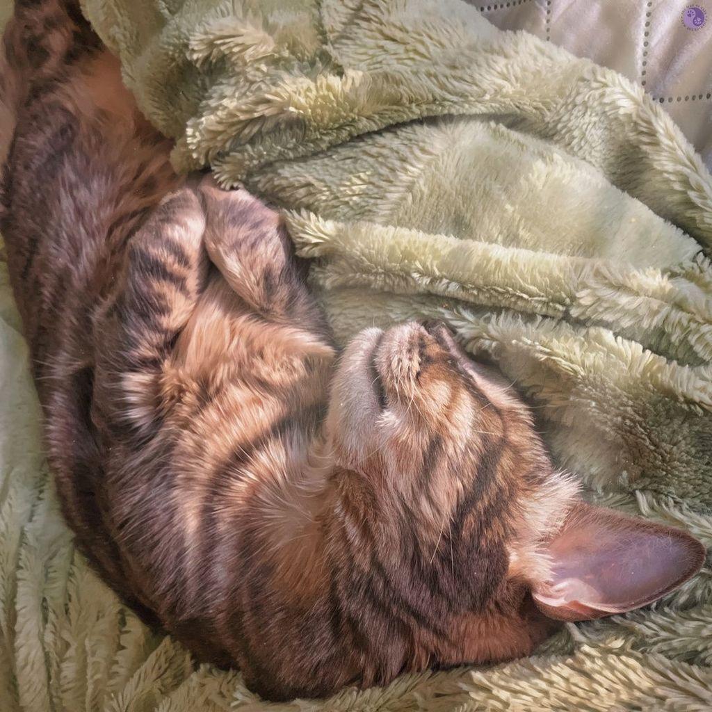 A long gray tabby cat lies on his back, in a nest of spring green blanket, with a photoshopped sunbeam lighting up his head and shoulders. This areas dominates the photo with lens closeness, while his torso tapers off into the top left of the frame,  giving the impression of a giant cat who stretches into distance.