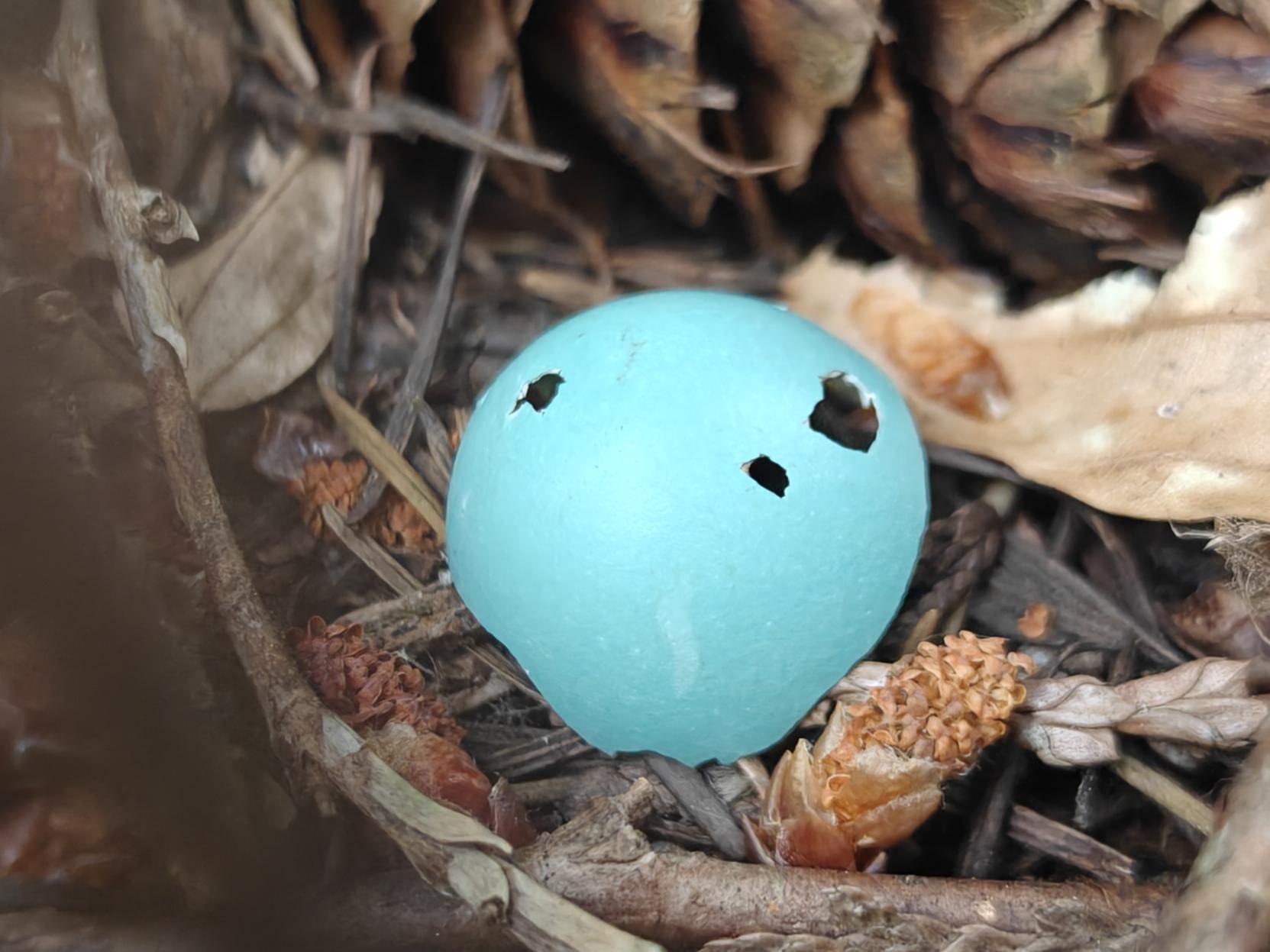 A partial eggshell in "robins egg blue." The Shell is lying on the forest floor, with several holes in it.