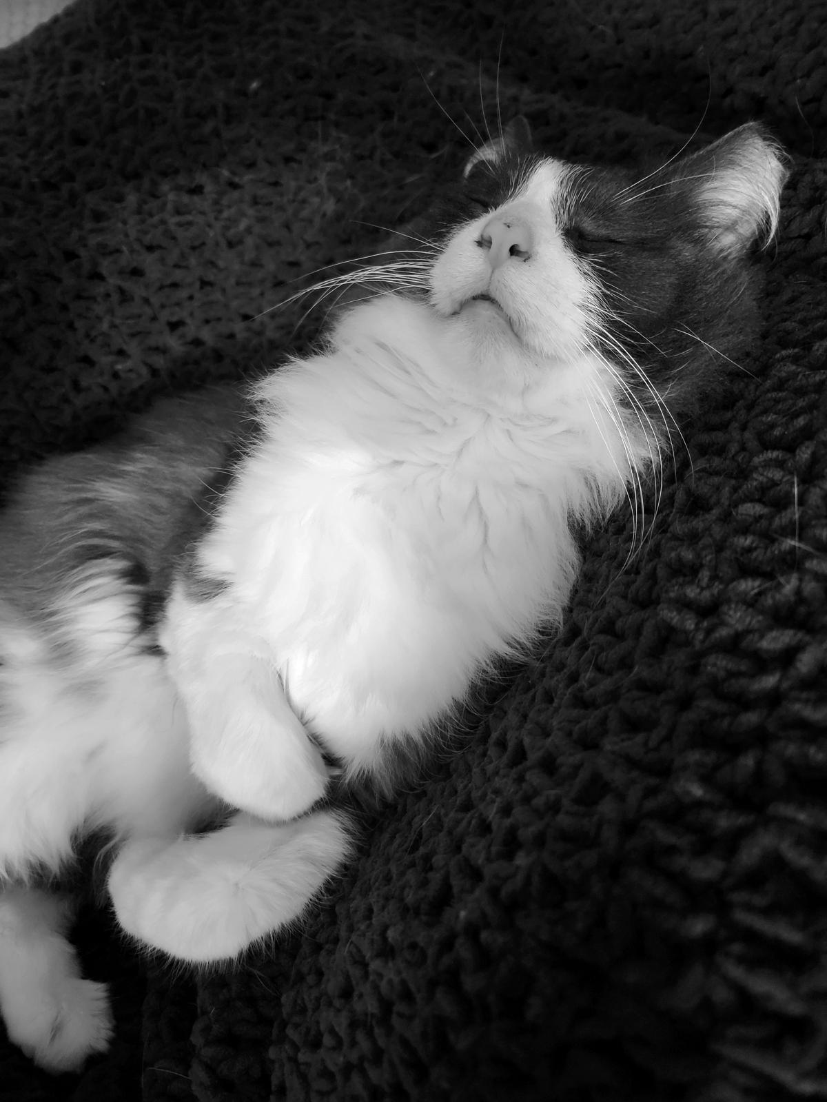 A black and white photo of a fluffy, long-haired grey and white cat named Luke, peacefully sleeping on a crochet blanket, with soft lighting highlighting his white fur and serene expression.