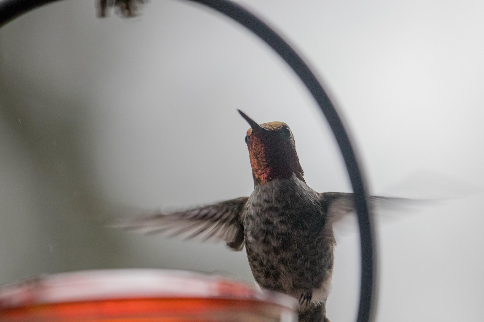 The gorget of this hummingbird is bright peachy red, his breast is mottled black-and-white, his wings are blurred.  The feeder is glowing red, but it's the bird that's pretty as a picture.