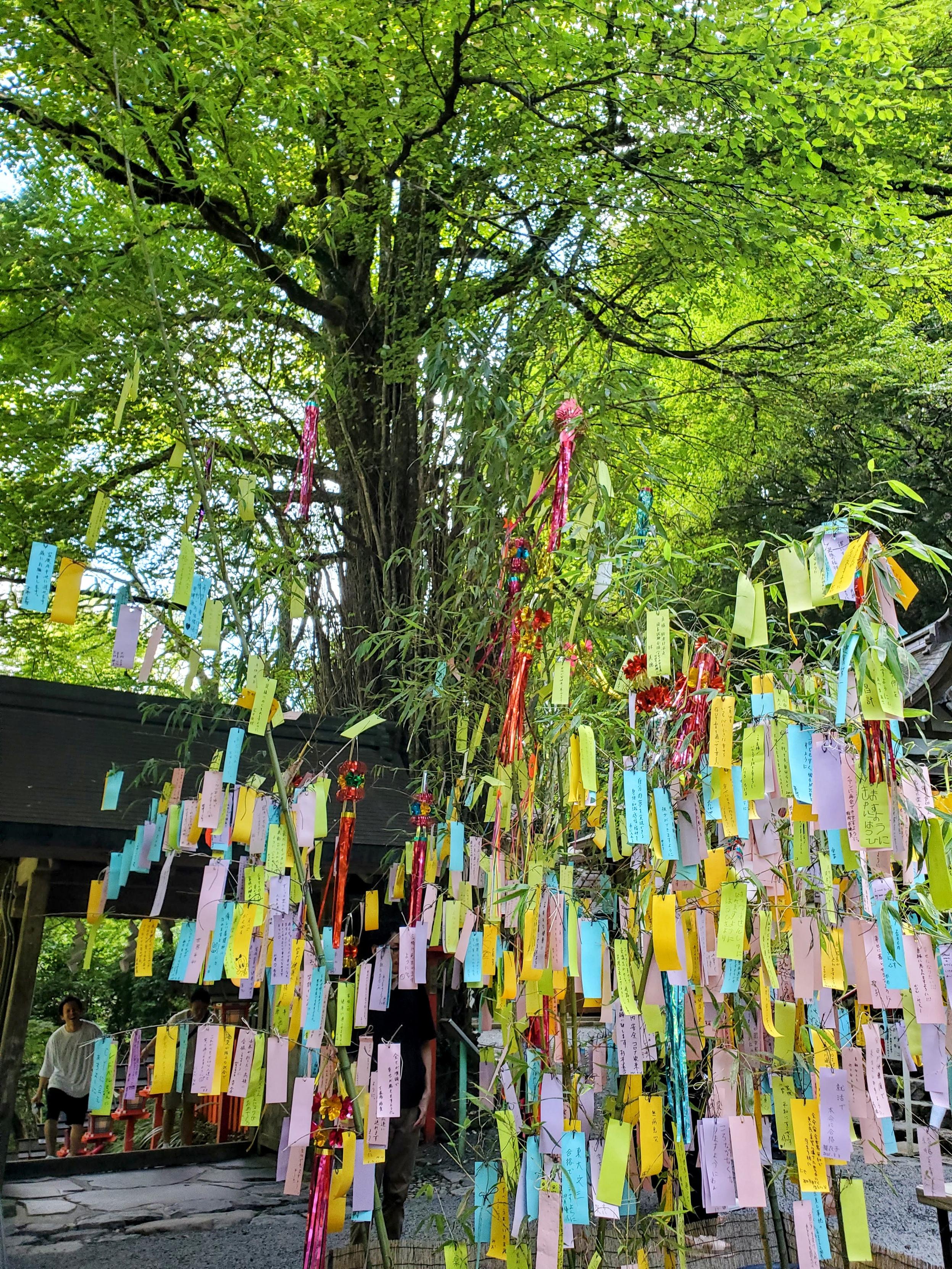 Tanzaku hung up at Kifune-jinja.