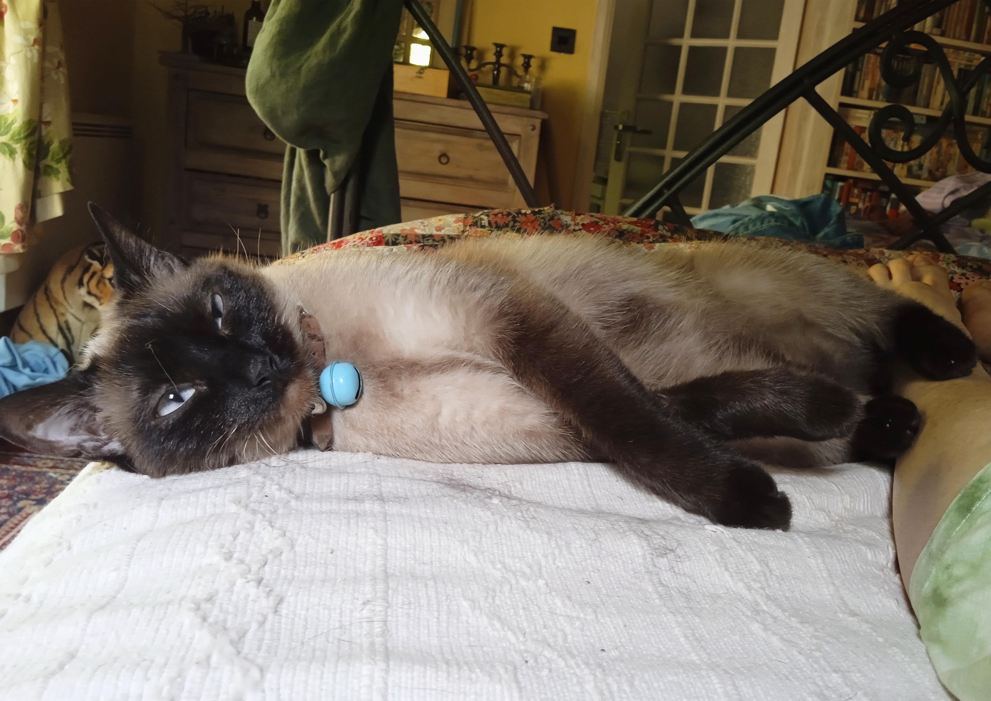 A large Siamese cat with dark brown face and paws, dozing on her side. Slitted eyes watch the camera. Her back legs are touching a pair of bare human feet on a bed.