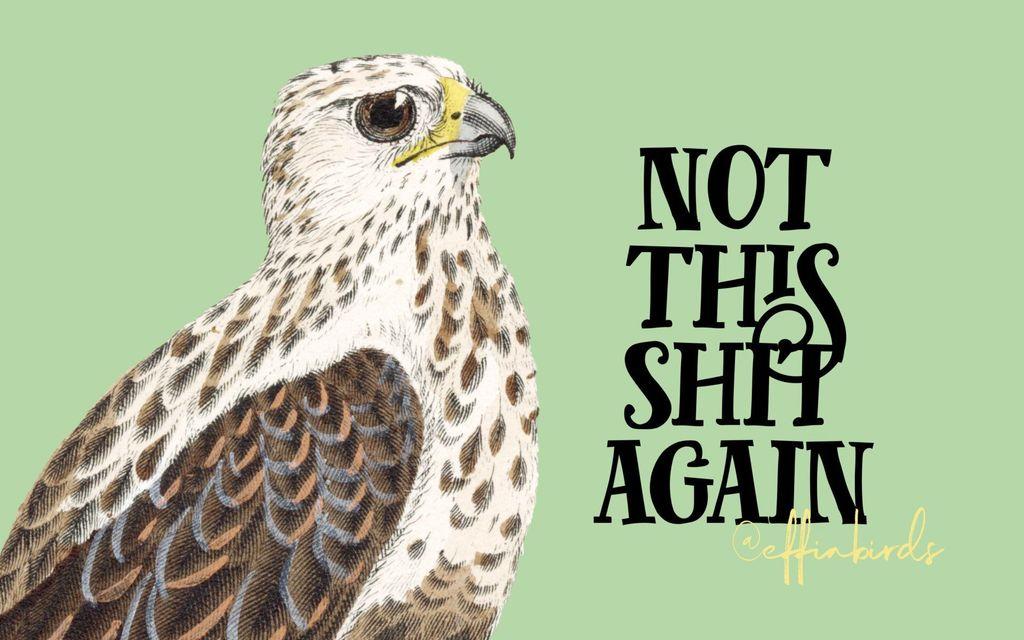 Effin' Birds (@effinbirds@mastodon.social)