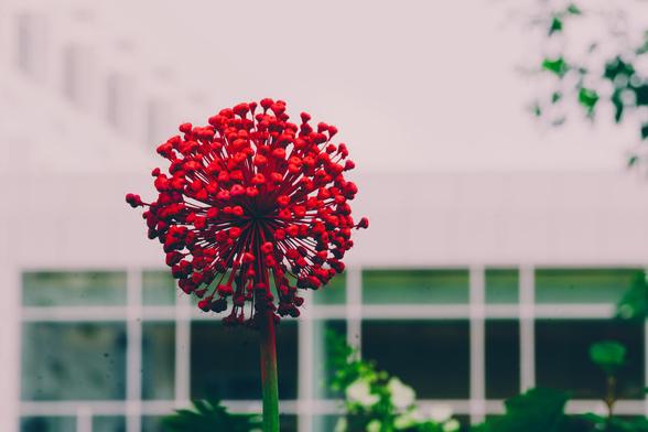 Red painted allium flower looks like an exploding firework against a deliberately blown out background of a building with a Mondrian-like array of dark and greenish windows near the bottom and a diagonal row of windows near the upper left and bits of green foliage in the upper right and bottom