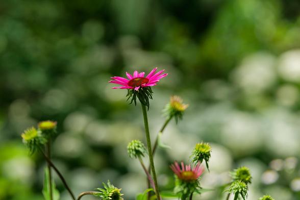 A single purple flower is near the exact center with flowers faded or about the open below it and blurry patches of light, dark and green behind
