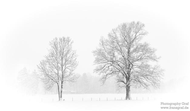 This image captures a serene and minimalist winter landscape, evoking a sense of calm and quiet beauty. The scene is dominated by three bare trees, their branches devoid of leaves and dusted with a light layer of snow. The trees stand tall against a backdrop of a foggy, overcast sky, their intricate branch patterns creating a striking contrast against the white landscape.

The ground is covered in a blanket of snow, its smooth surface interrupted only by the trees and a simple wire fence runnin…
