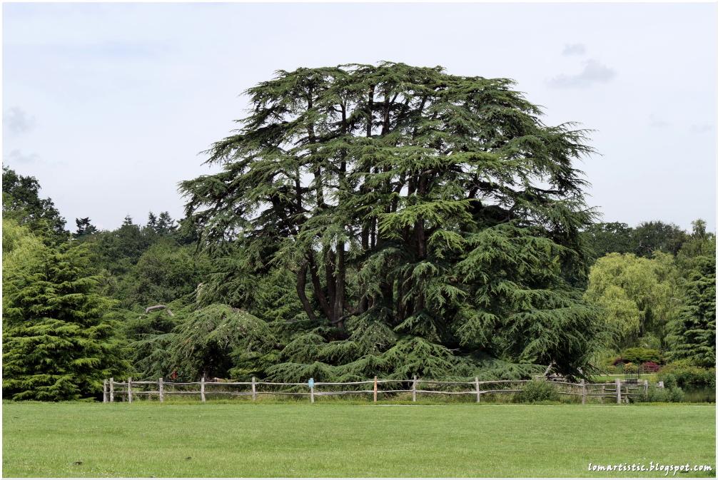großer ausladener Baum aus der Ferne