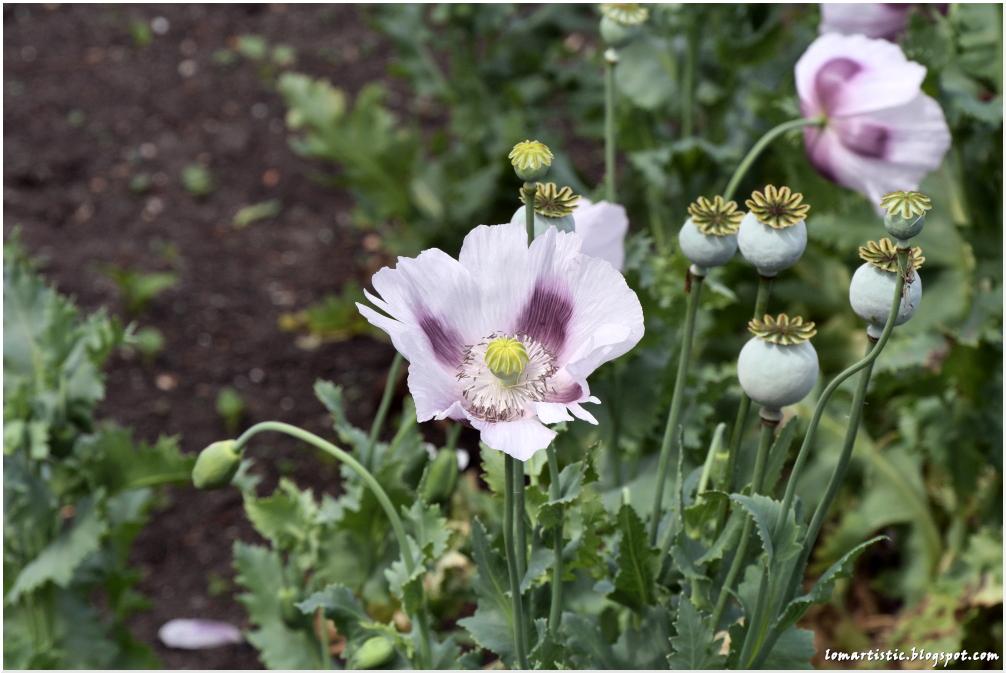 weiße Blüte mit lila Flecken