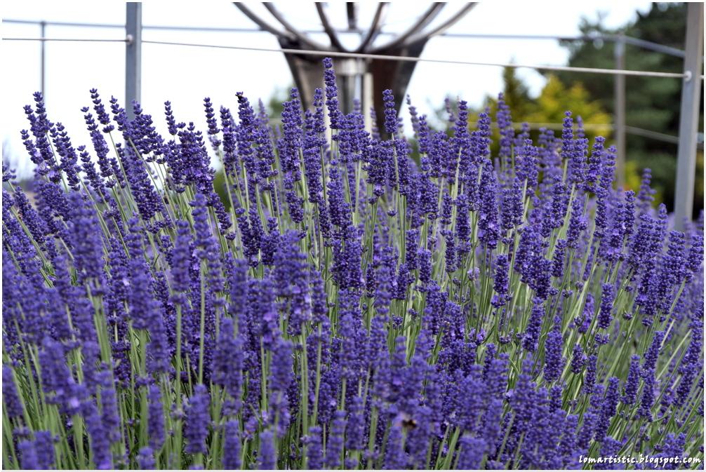 Lavendelblüten