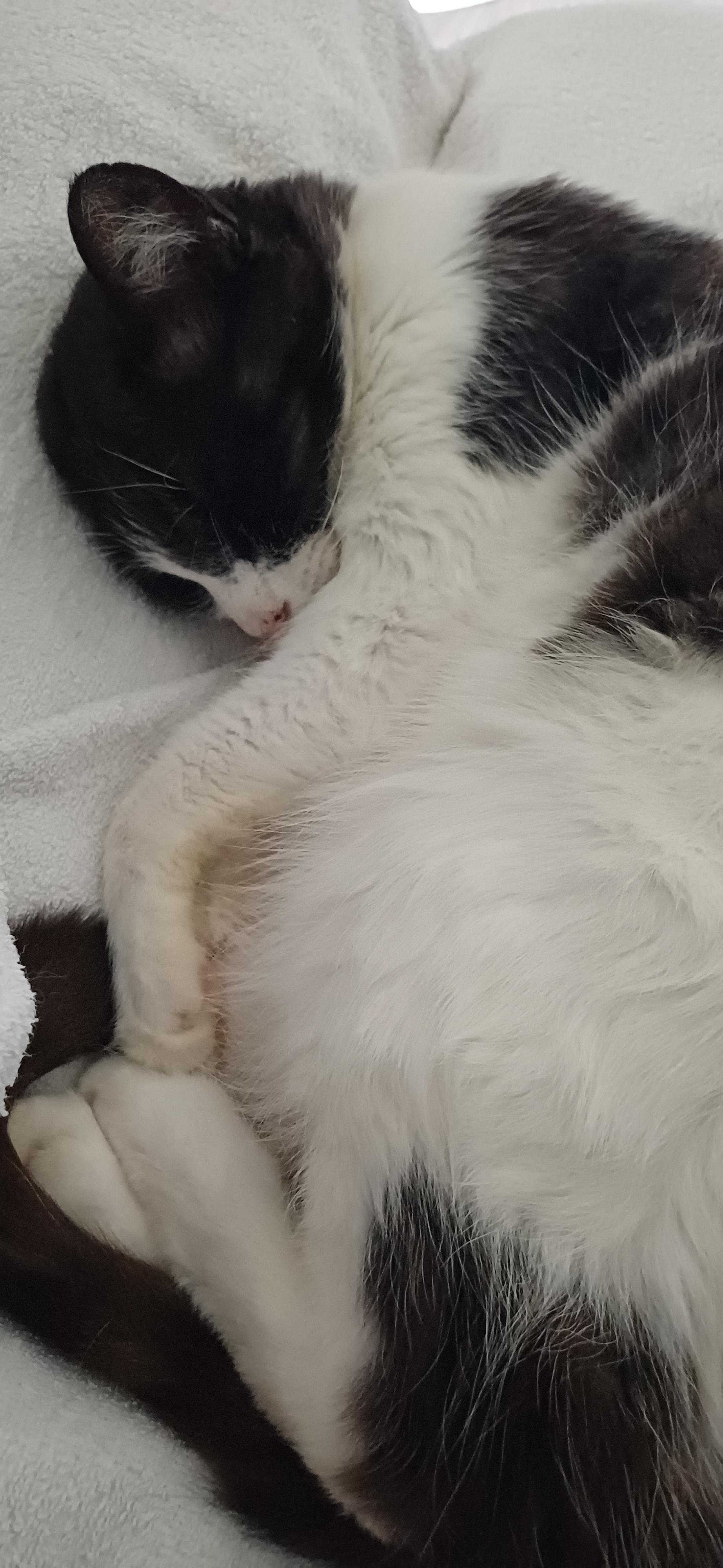 Batman en boule qui dort en ronflant