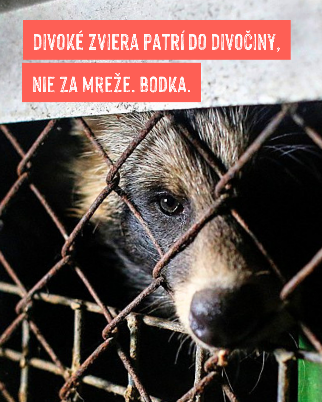 Líška chovaná v krutej klietke, s pretŕčajúcim ňufákom cez otvor v klietke.
Nadpis: Divoké zviera patrí do divočiny. Nie za mreže. Bodka.