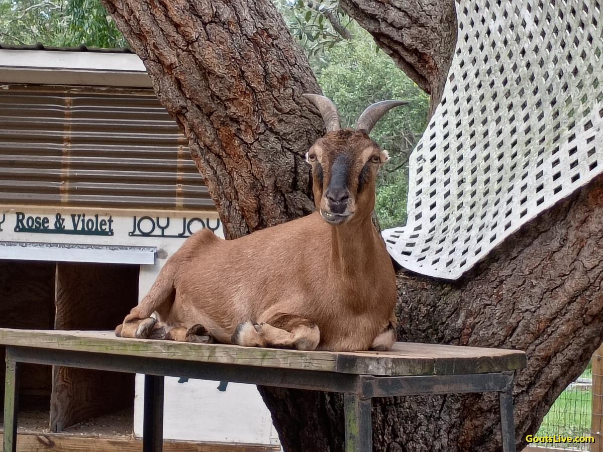 A brown goat with horns and tiny ears, is laying on a bench we call the throne, atop a deck that surrounds an old oak tree, she is looking directly into my camera. Behind the scene, her goat house.