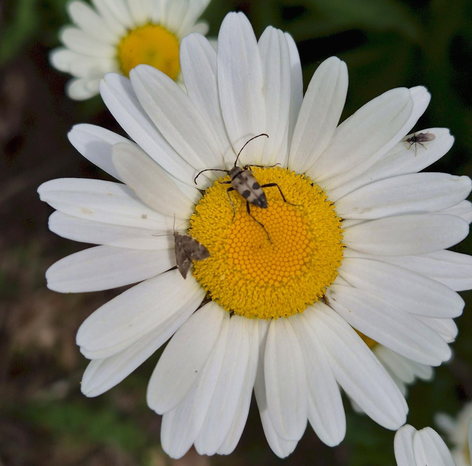Eine Margerite (Leucanthemum vulgare), die von mehreren Insekten besucht wird. In der Mitte auf dem gelben Blütenstand sitzt ein Käfer der Gattung Gefleckter Blütenbock (Pachytodes cerambyciformis).