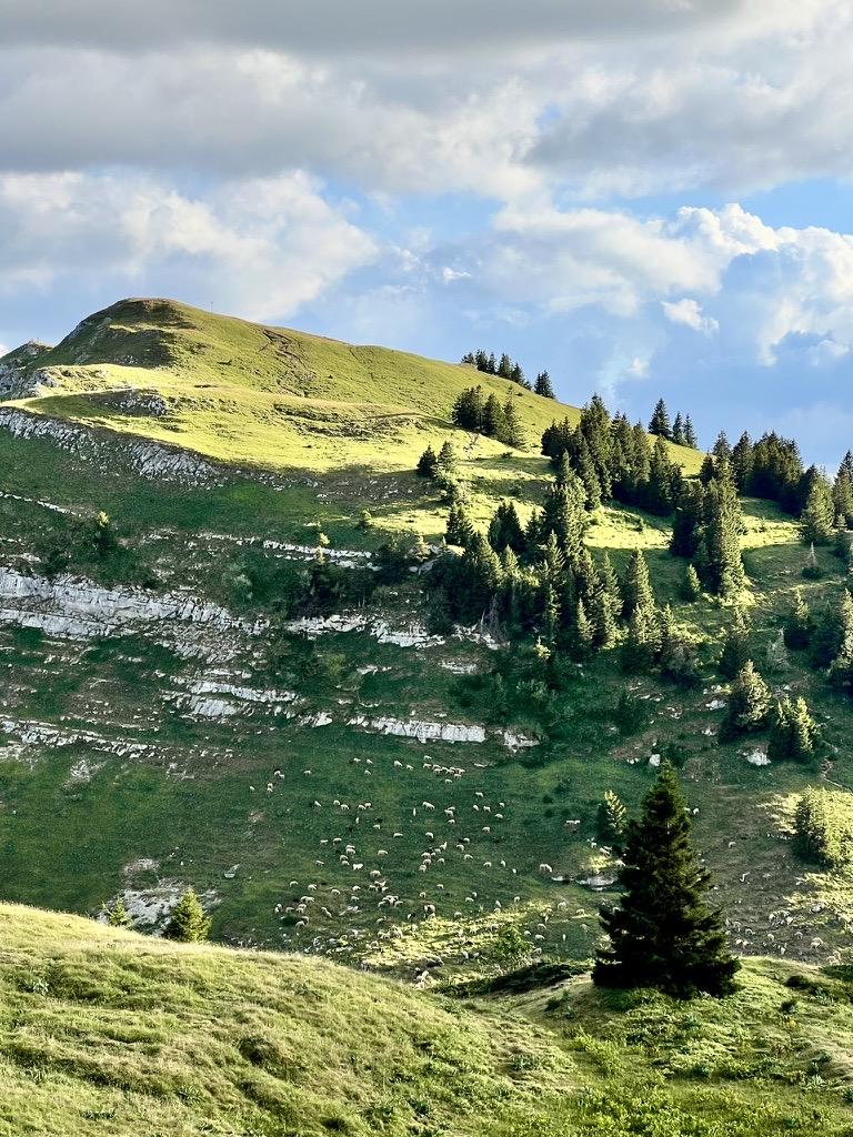 ‎⁨Crêts du Haut-Jura⁩, ⁨Mijoux⁩, ⁨Auvergne-Rhône-Alpes⁩, ⁨France⁩

A large flock of sheep grazes on a steep, grassy mountain slope marked by horizontal rocky ledges. In the background, warm sunlight illuminates a rounded green summit lined with scattered pine trees, beneath a blue sky filled with large, billowing clouds.