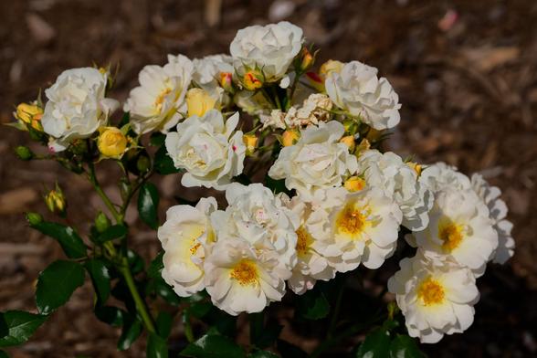 A cluster of 13 (a number I like the way some tech bros like 69 or 420) white roses with yellow roses centers,  just a little dark green foliage and bark mulch behind.  Y'all are missing the sublime rose smell!