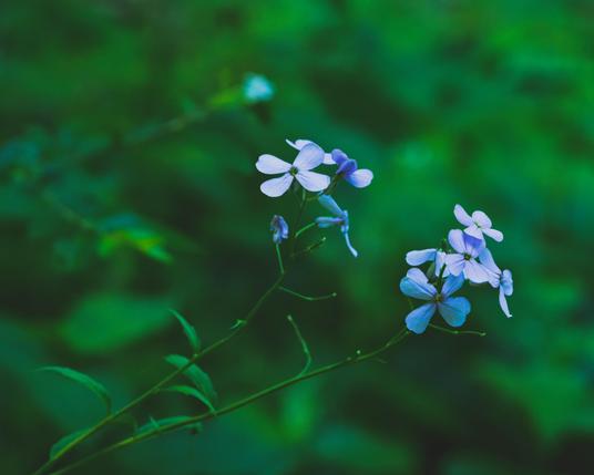 Two clusters of small purple flowers with four petals with a bit of stem and lots of dark green blurry foliage behind