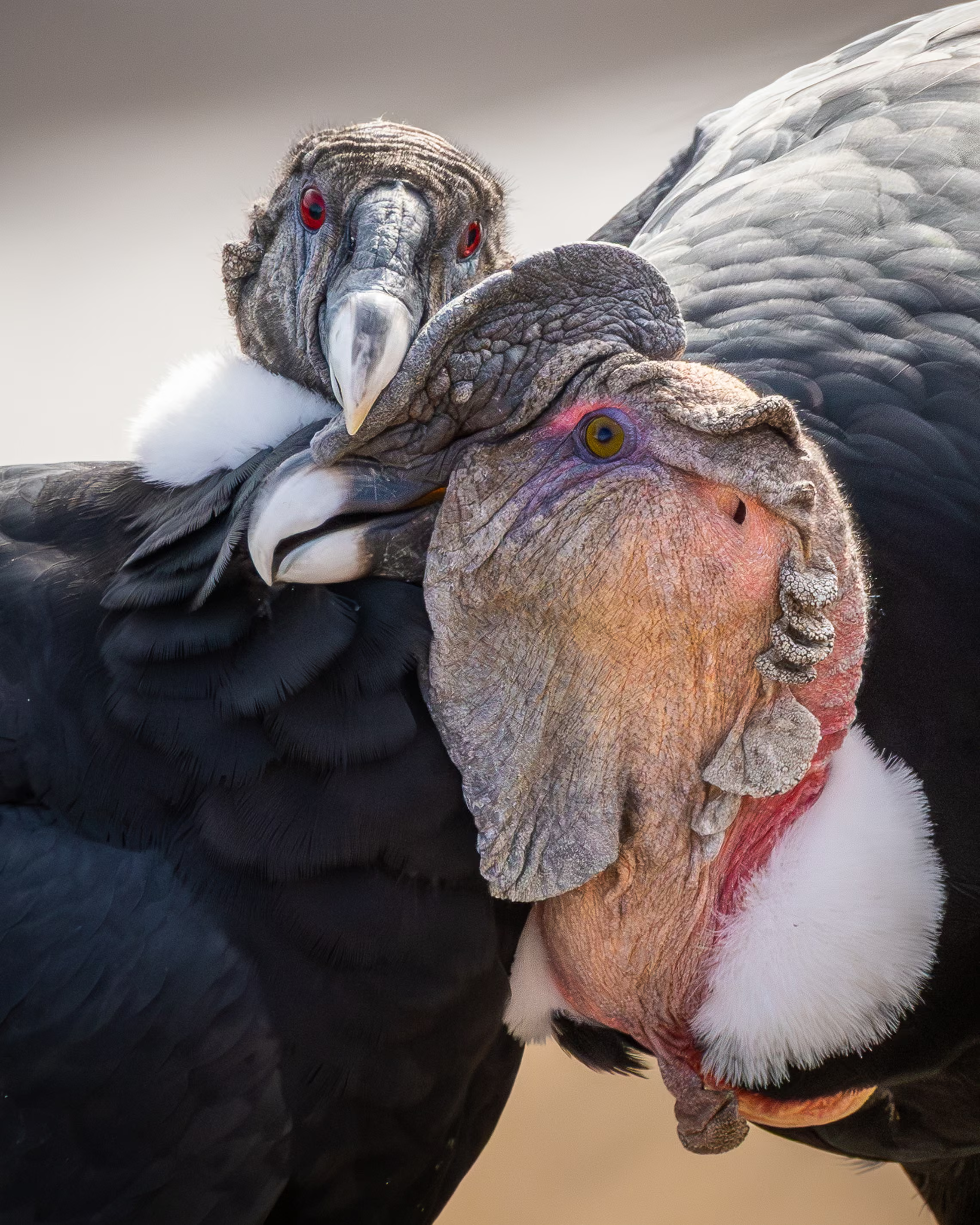 An extreme close-up photograph of two Andean condors leaning their heads intimately against one another. The condor on the right features a heavily textured, deeply wrinkled, pinkish-grey bald head with a large, fleshy caruncle or comb on top and a piercing yellow eye. The condor behind and to the left has a darker, slate-grey wrinkled head with striking, intense red eyes and a sharp, curved ivory beak nestled close to the other's face. Both birds have a distinctive, fluffy white feather collar at the base of their bald heads, contrasted by their dark black plumage.