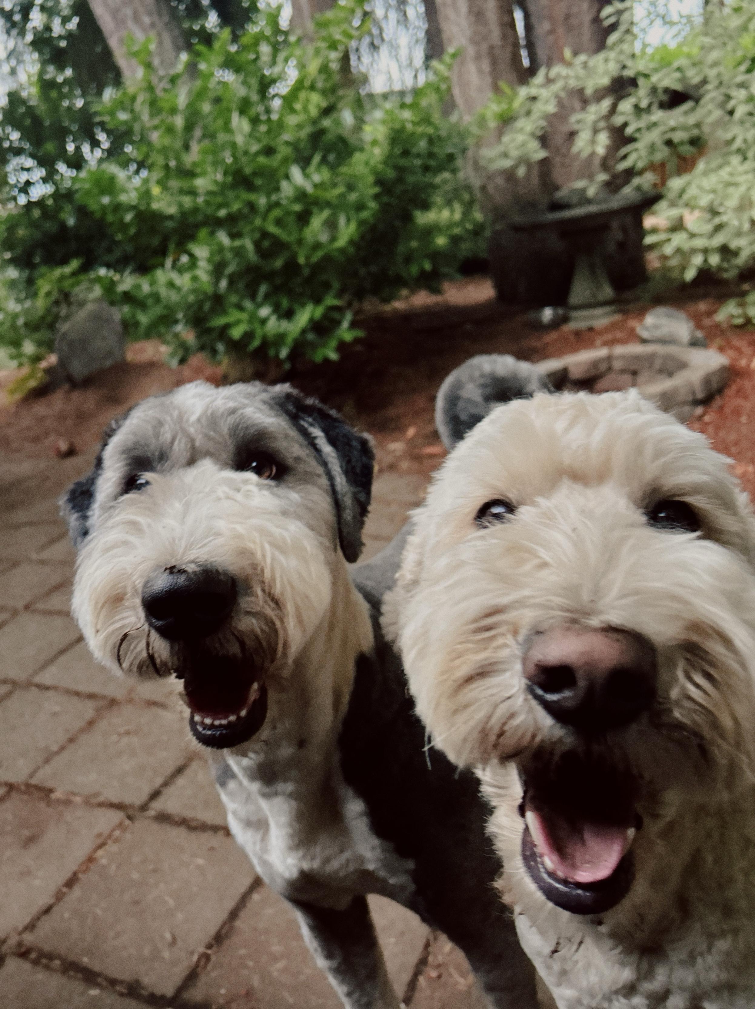 Two Sheepadoodles, one black and white, the other an off-white. They look really happy because they’ve been “hunting” invisible prey. The background is a backyard with trees, bushes, a fire pit, and a bird bath.