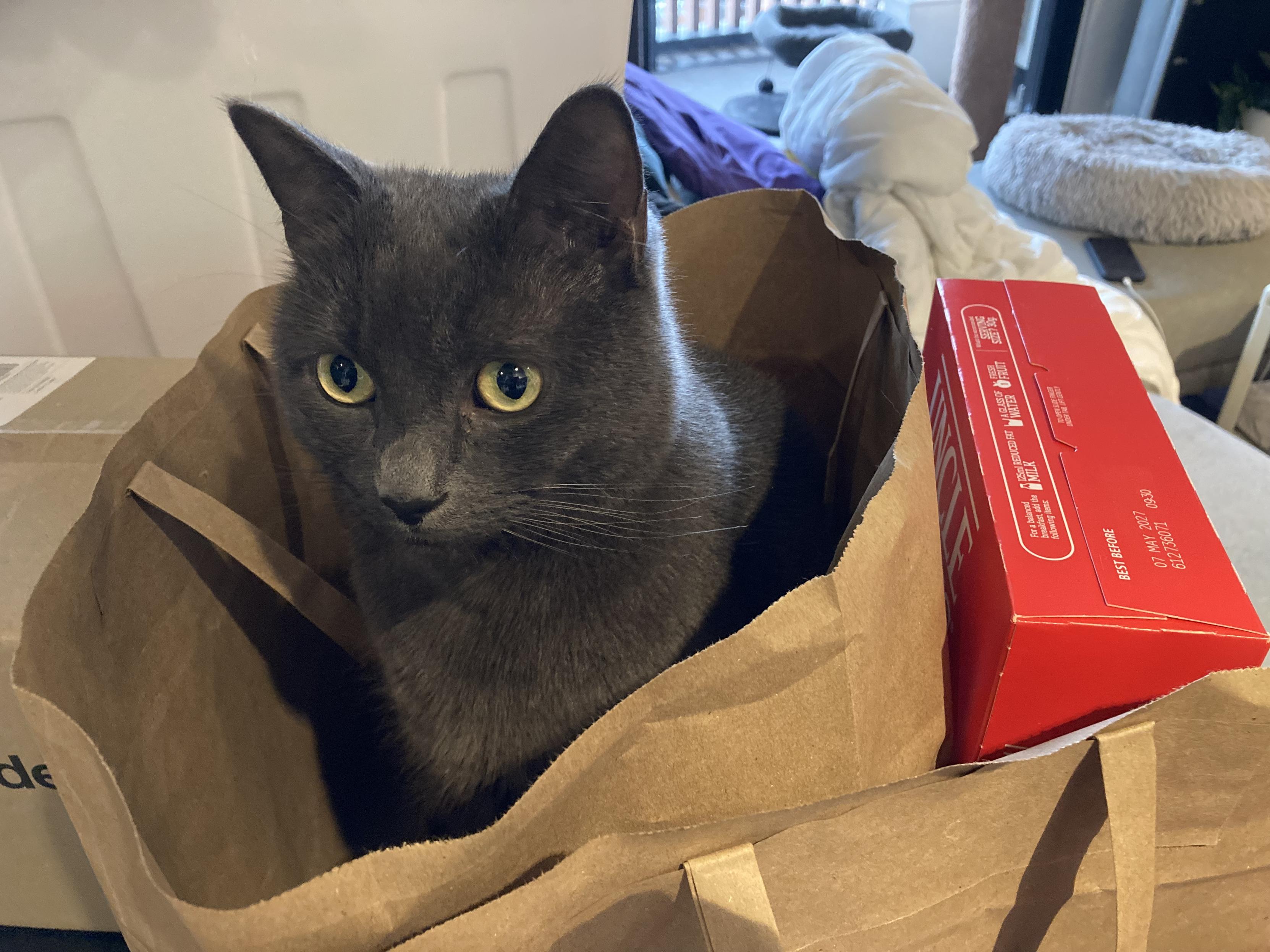 Russian blue tabby cross cat sitting in an empty paper grocery bag.