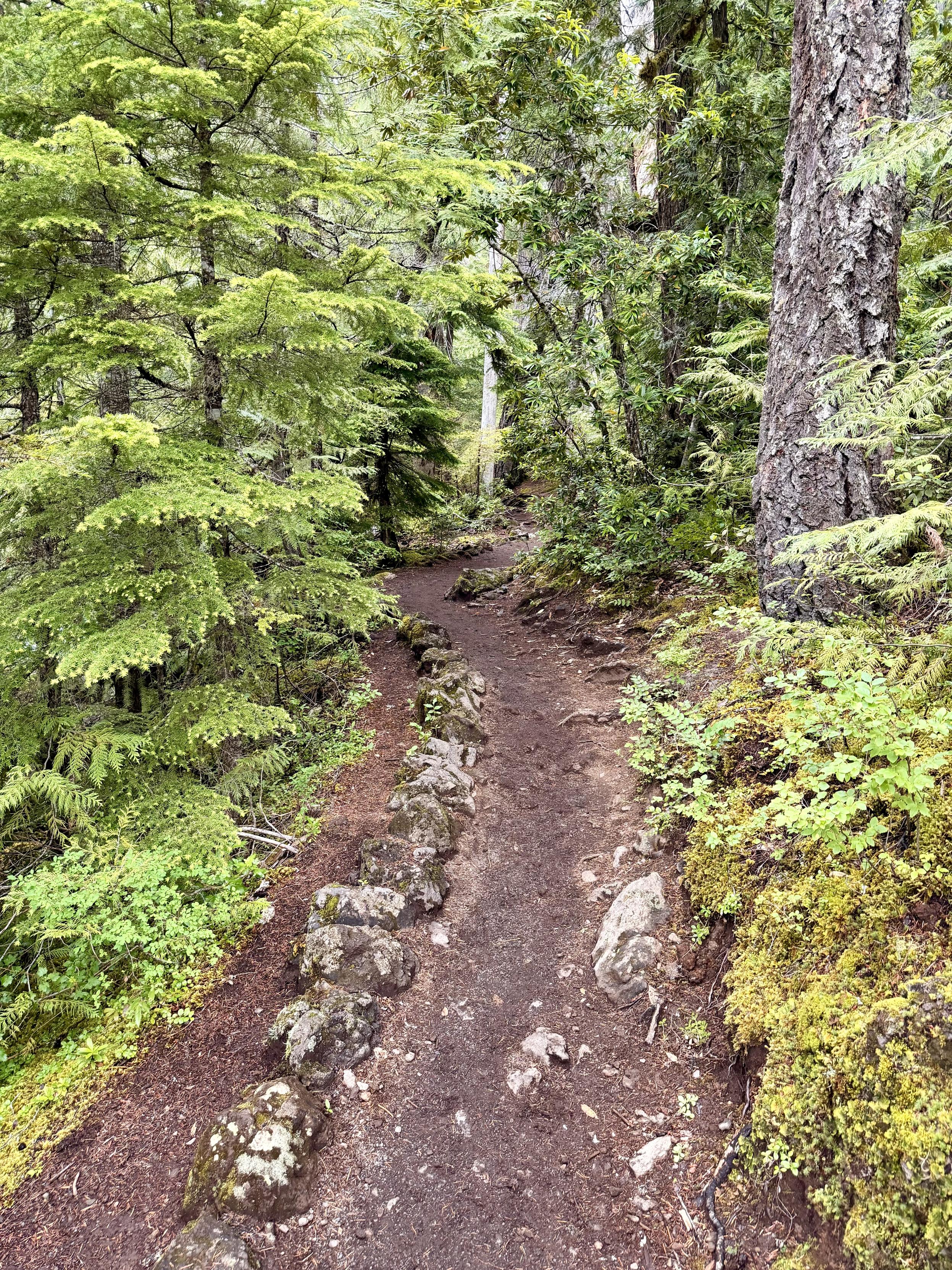A narrow, dirt trail winding through a lush, green forest with trees and shrubs on either side.