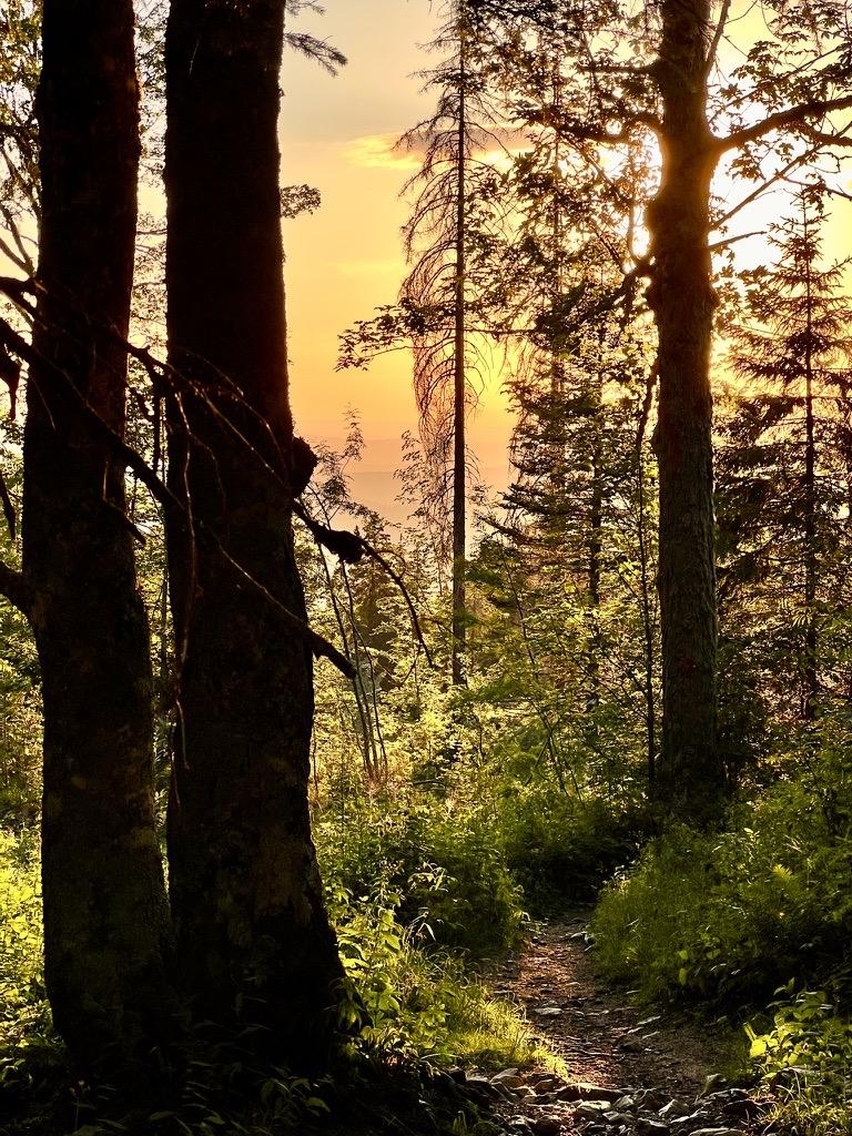 ‎⁨Mijoux⁩, ⁨Auvergne-Rhône-Alpes⁩, ⁨France⁩

A narrow dirt forest path winds past large tree trunks and lush undergrowth, leading toward a brilliant golden sunset. The warm, low sun filters through the dense branches in the background, backlighting the leaves and casting a rich orange and yellow glow across the scene.