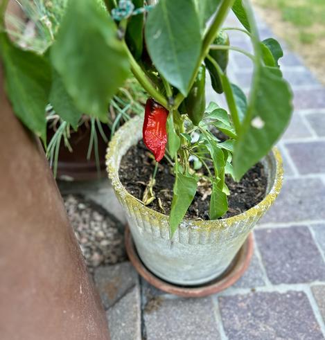 Blumentopf mit grüner Pflanze, eine Frucht ist prominent sichtbar, schön rot, und etwas verrunzelt. Es handelt sich dabei aber um eine Chili. 