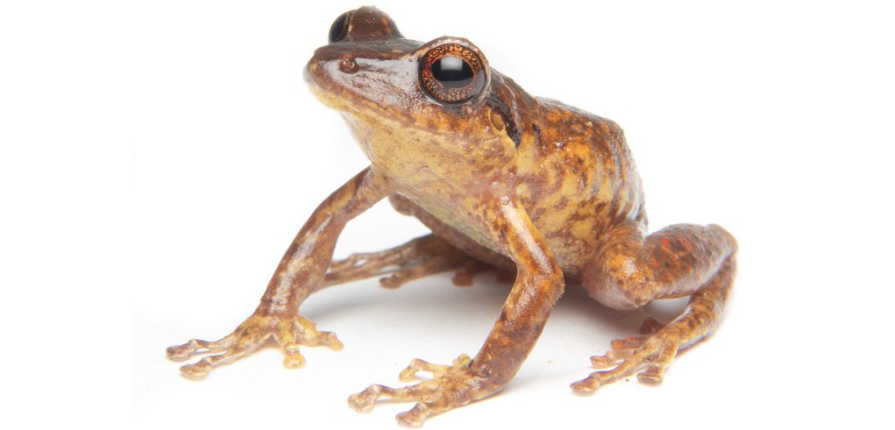 A shiny frog with a chocolate-brown back and a faintly brown-white belly stands at attention on a plain white surface.