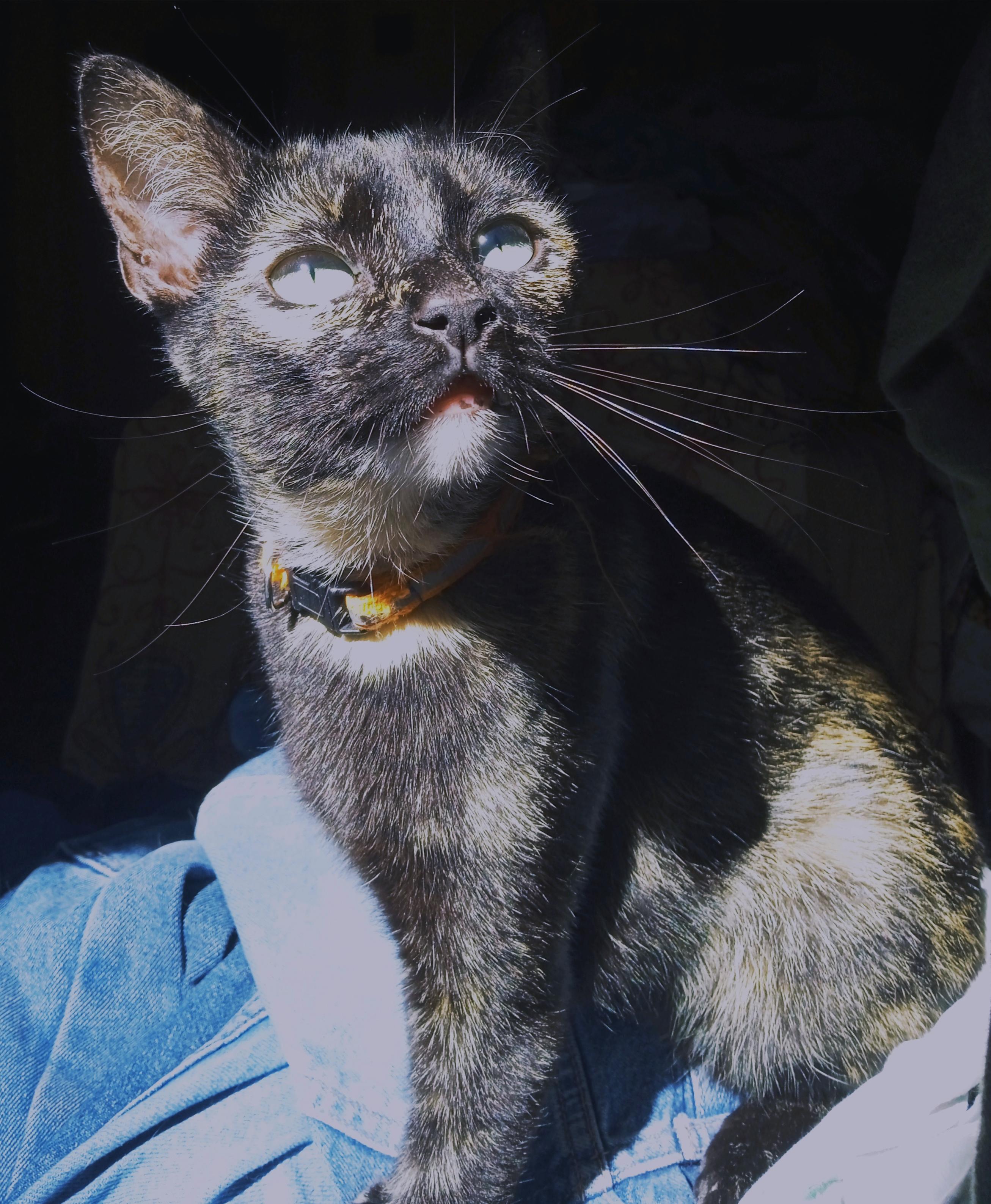 A small tortoiseshell cat looking up and right with her mouth slightly open. The white chin and pink lips on an otherwise mostly black cat add to her confused and slightly gormless expression. She is harshly lit by a sunbeam, bleaching the colours of her body and otherwise bright green eyes.
