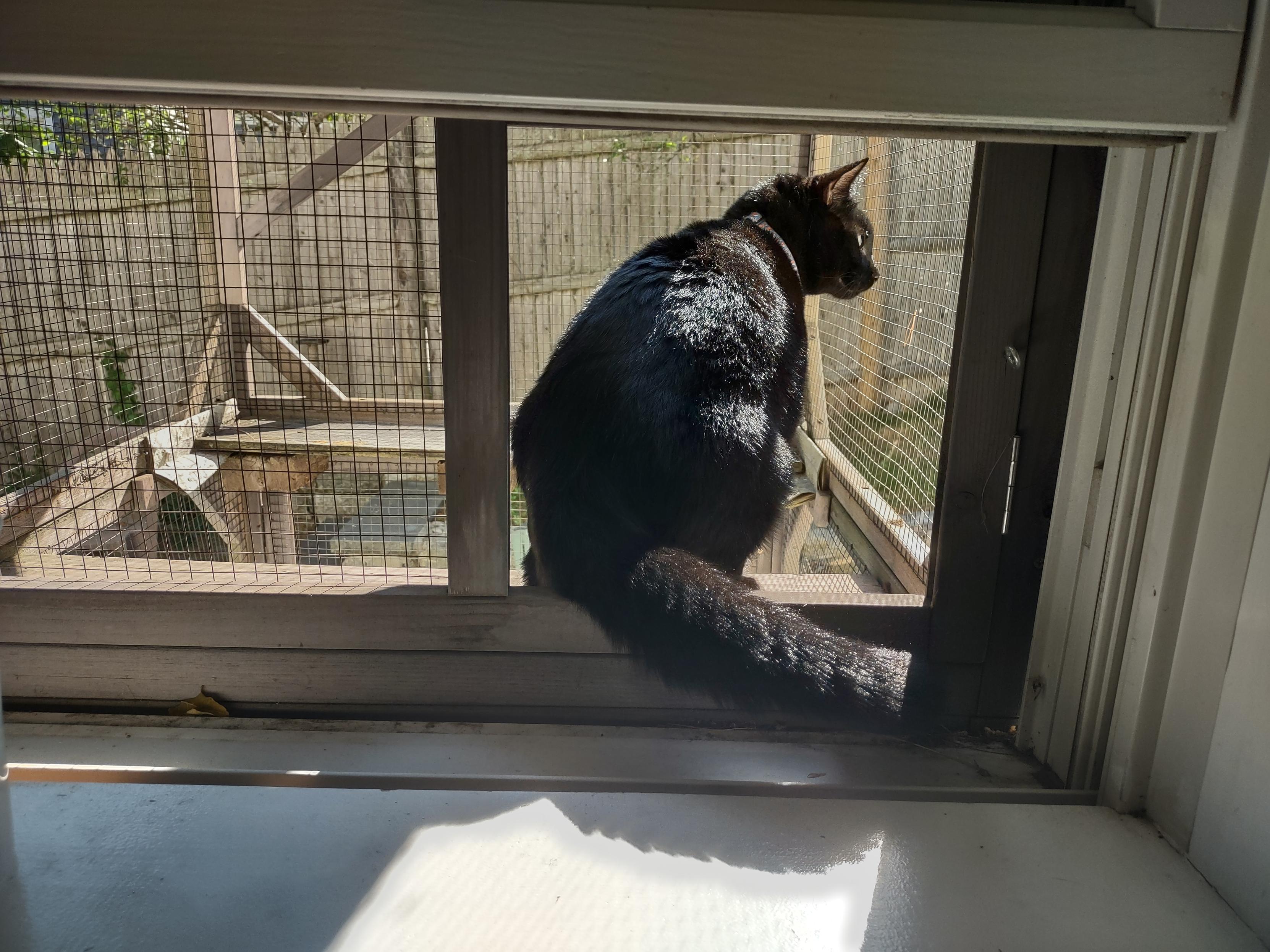 A completely black cat sitting in the sun on the shelf of a screened-in structure that is positioned to line up with a kitchen window. He is looking with great interest to the right and his very plush tail is draped across the window sill.