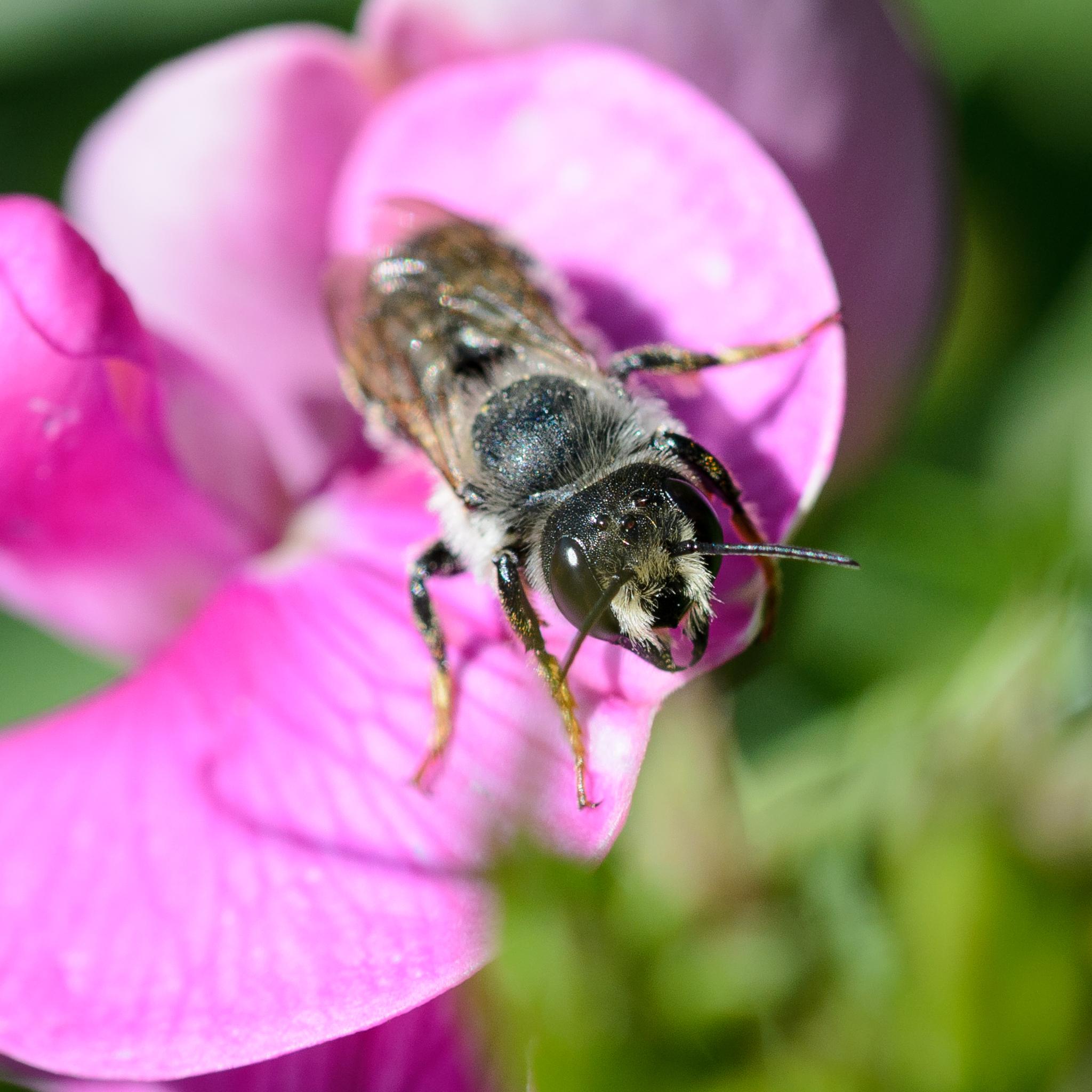 A bee from the front, showing its black face, black compound eyes, and bunches of white hairs below the black antennae. There are more white hairs around the thorax, particularly on the sides, but the abdomen is rather out of focus. The legs are black at the top,  turning orange lower down – these are also hairy. The bee is standing on a pink sweetpea flower.
