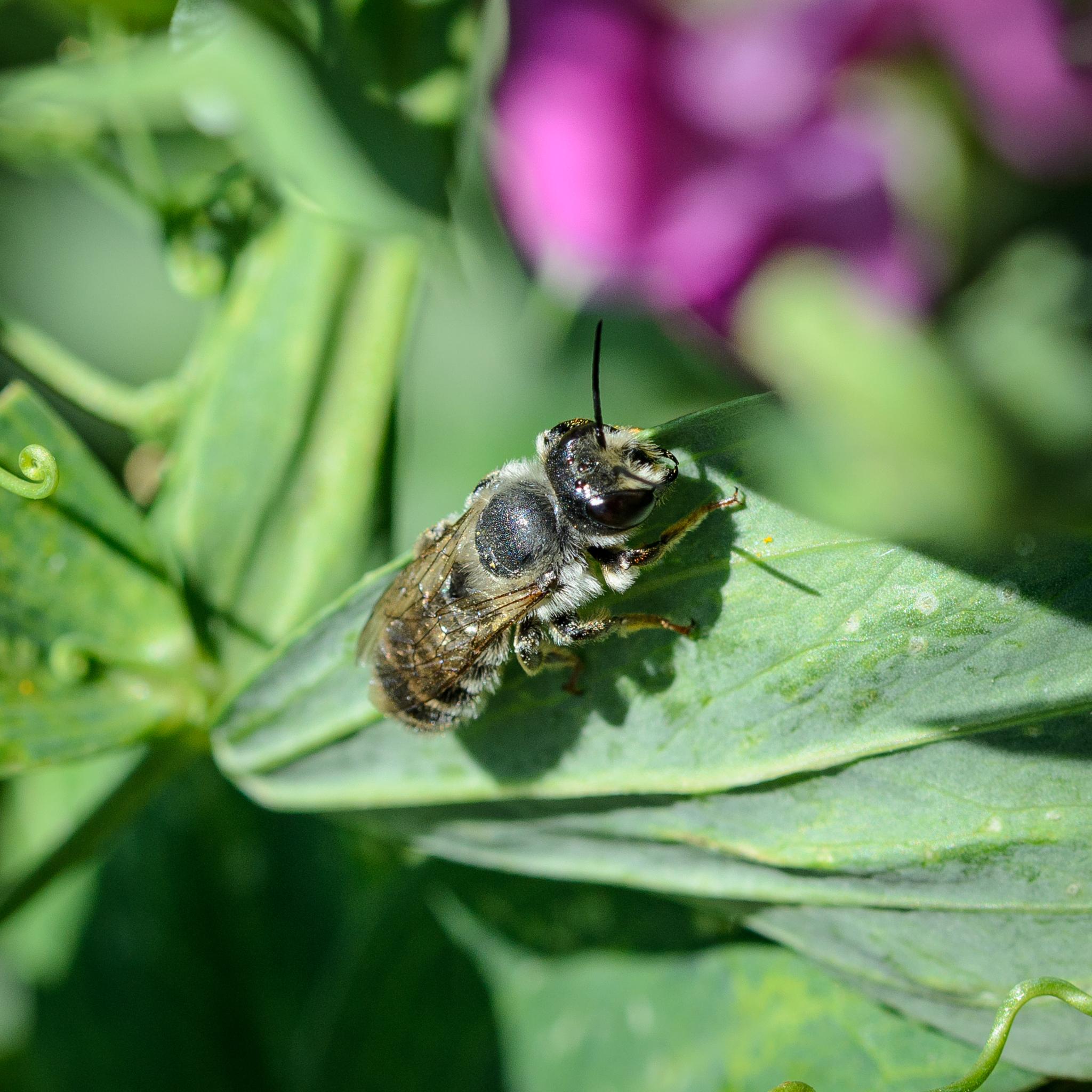 The same bee (I think) seen resting on a green leaf, from the side and above. You can see the white hairs on the side of the thorax and behind the eyes well, as well as the white bands of hairs along the black abdomen. The wings are a clear brown.