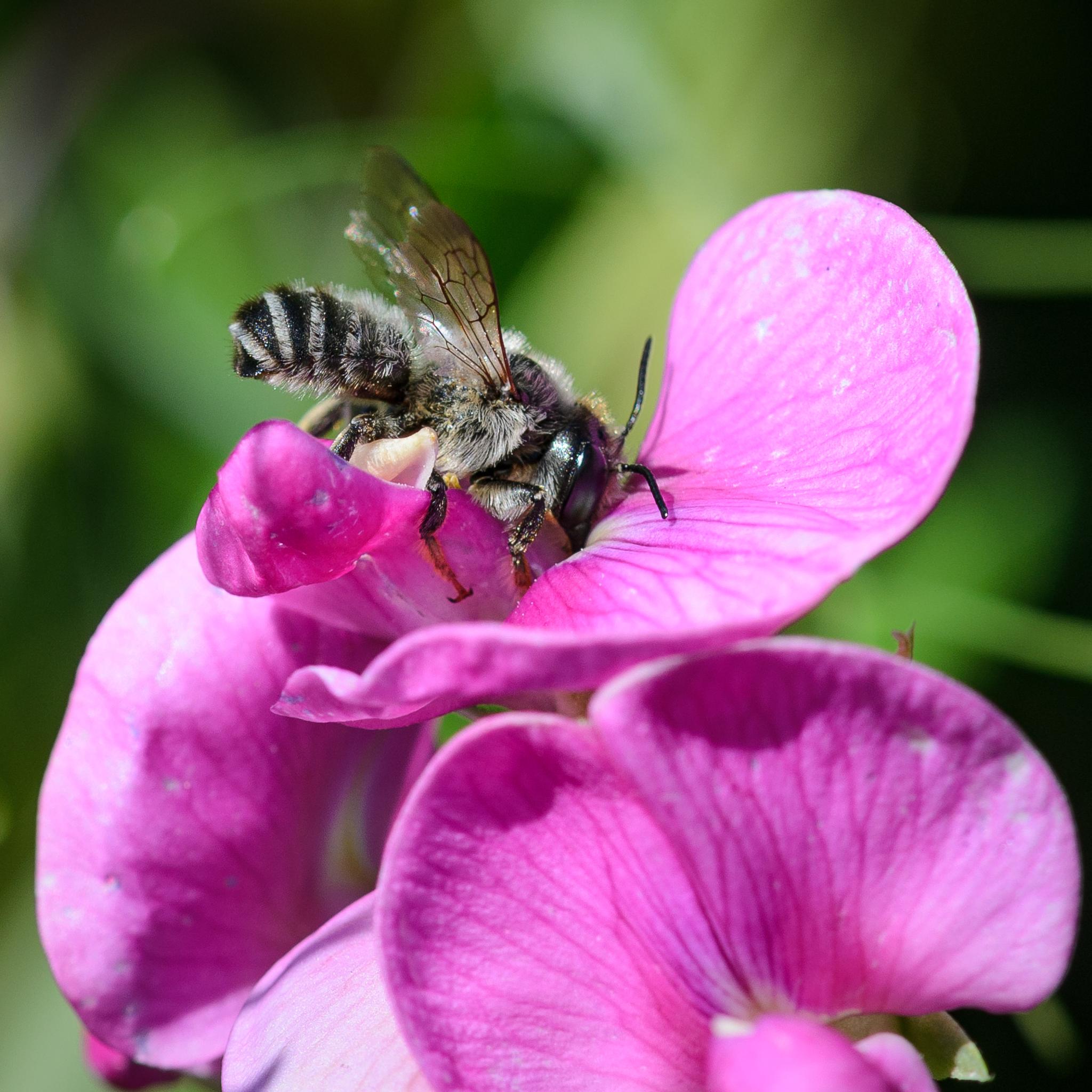 The same bee seen side on, feeding from a sweetpea flower. The white banded abdomen is seen clearly, and the underside is not as well separated in structure and colour as seen in many other Megachile bees.