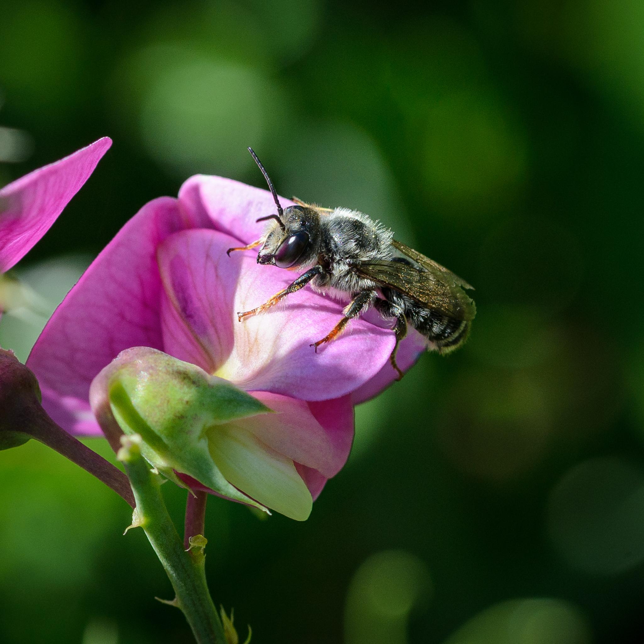 Another view of the bee from the side and above, showing the black and amber leg colouration scheme well.