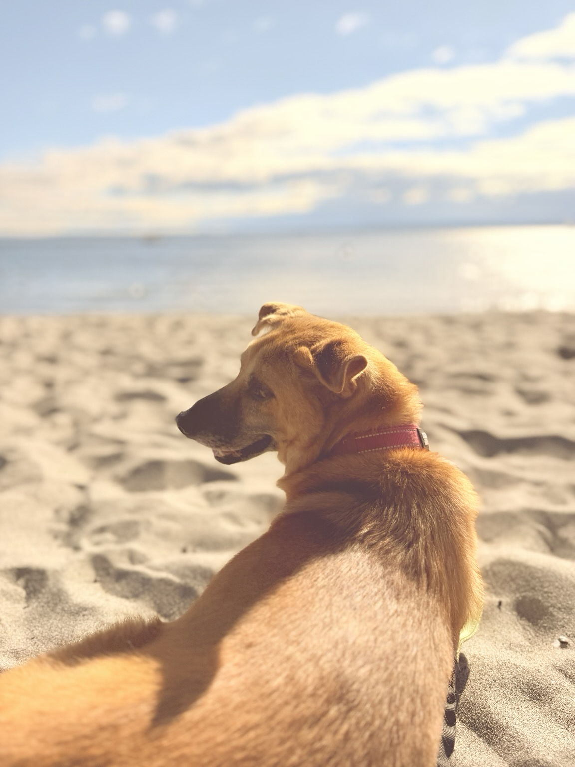 Photo of a dog sitting on beach sand overlooking the sea ahead. The dog is brown with a black nose and red collar. He is smiling and the photo is taken from back