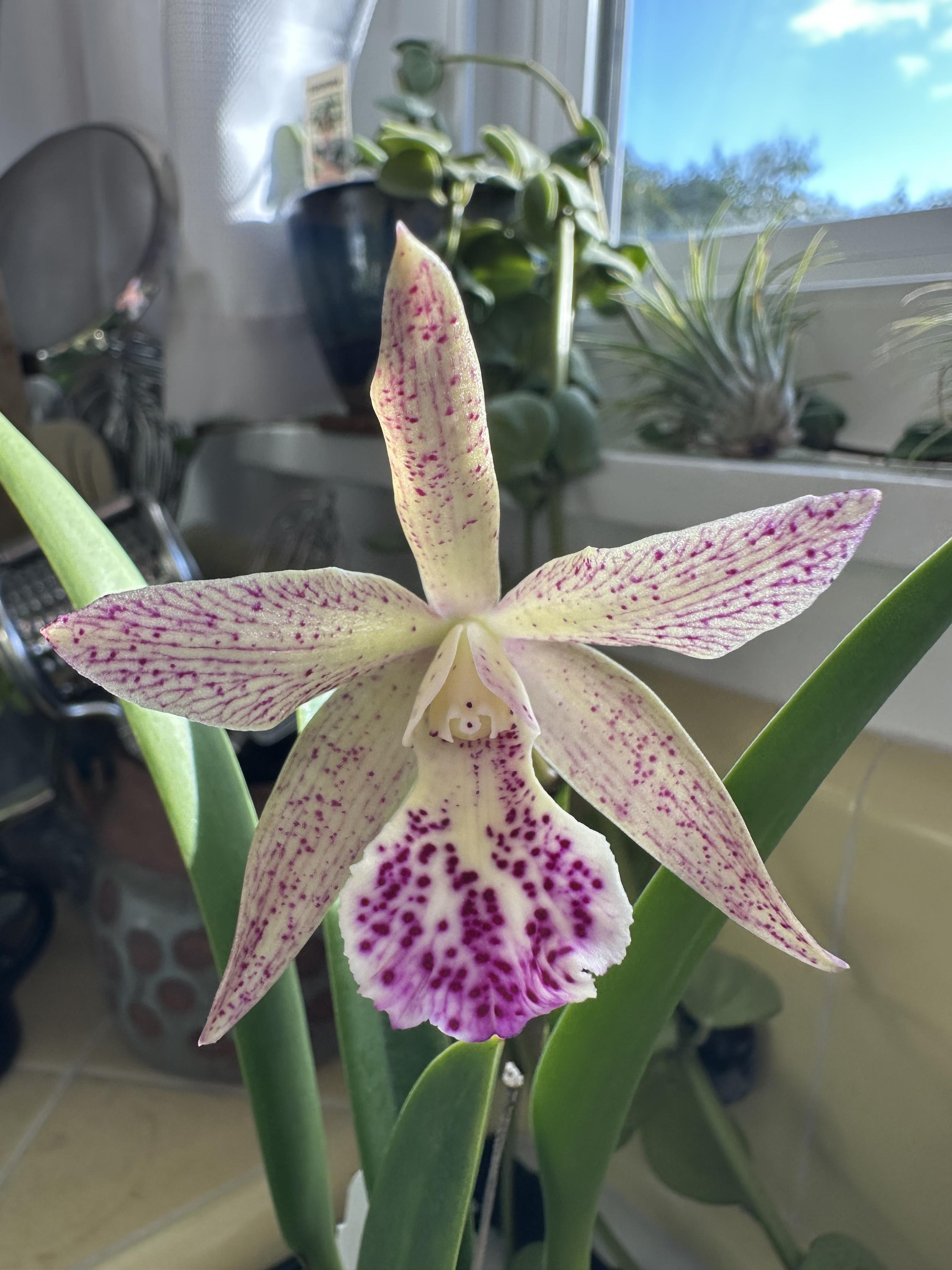A photo of a creamy blush orchid bloom. The petals are pointed and form a star shape with dainty fuschia lines radiating from the center