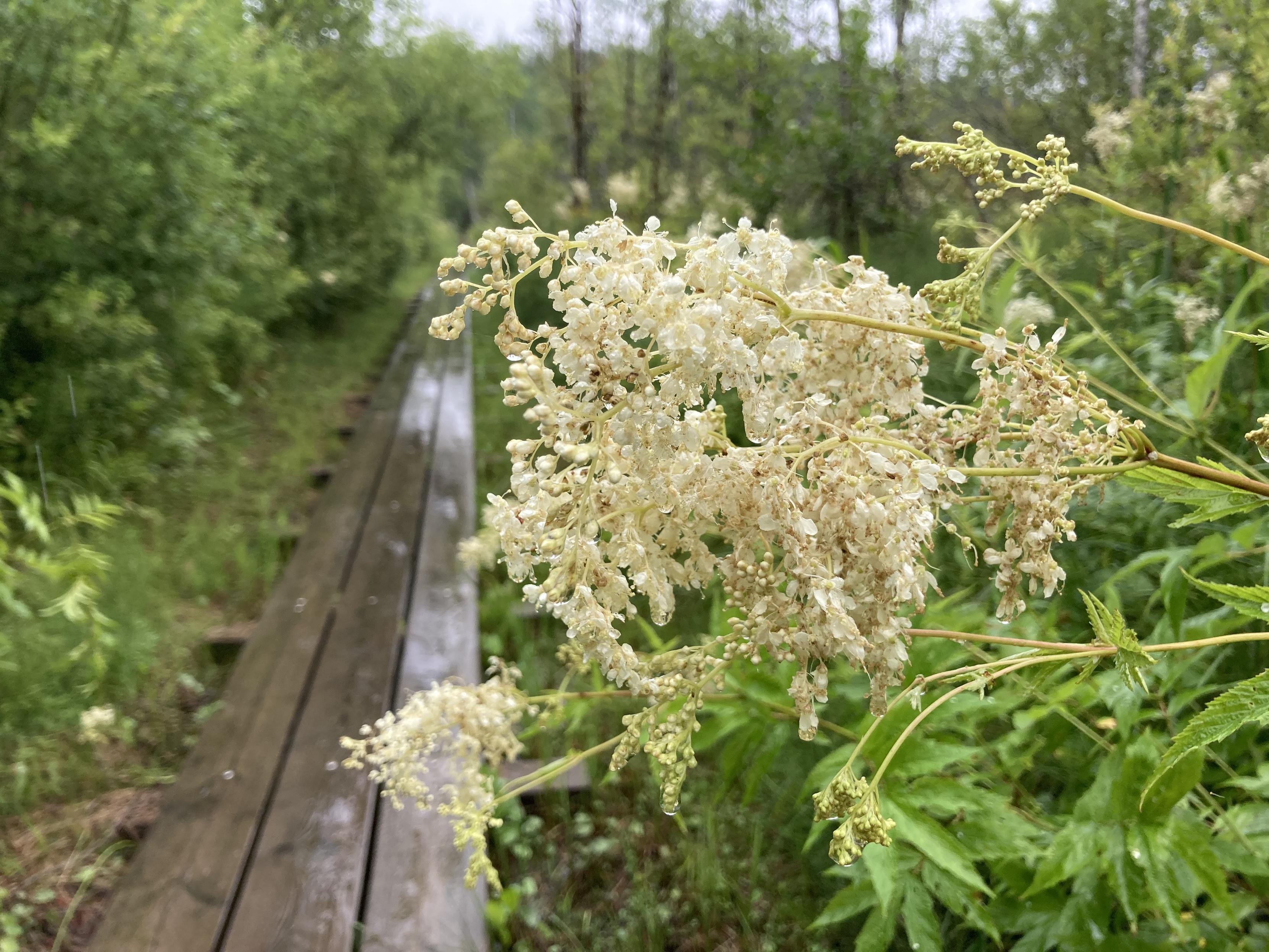 Lähikuva kukkivasta mesiangervosta, taustalla pitkospuut menevät soisen metsän poikki.