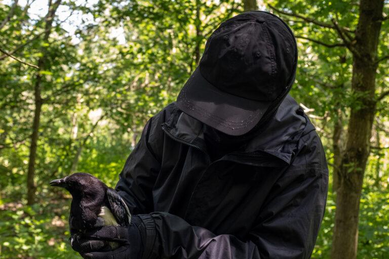 Foto de una persona encapuchada sujetando una urraca rescatada de una jaula trampa en medio de un bosque.