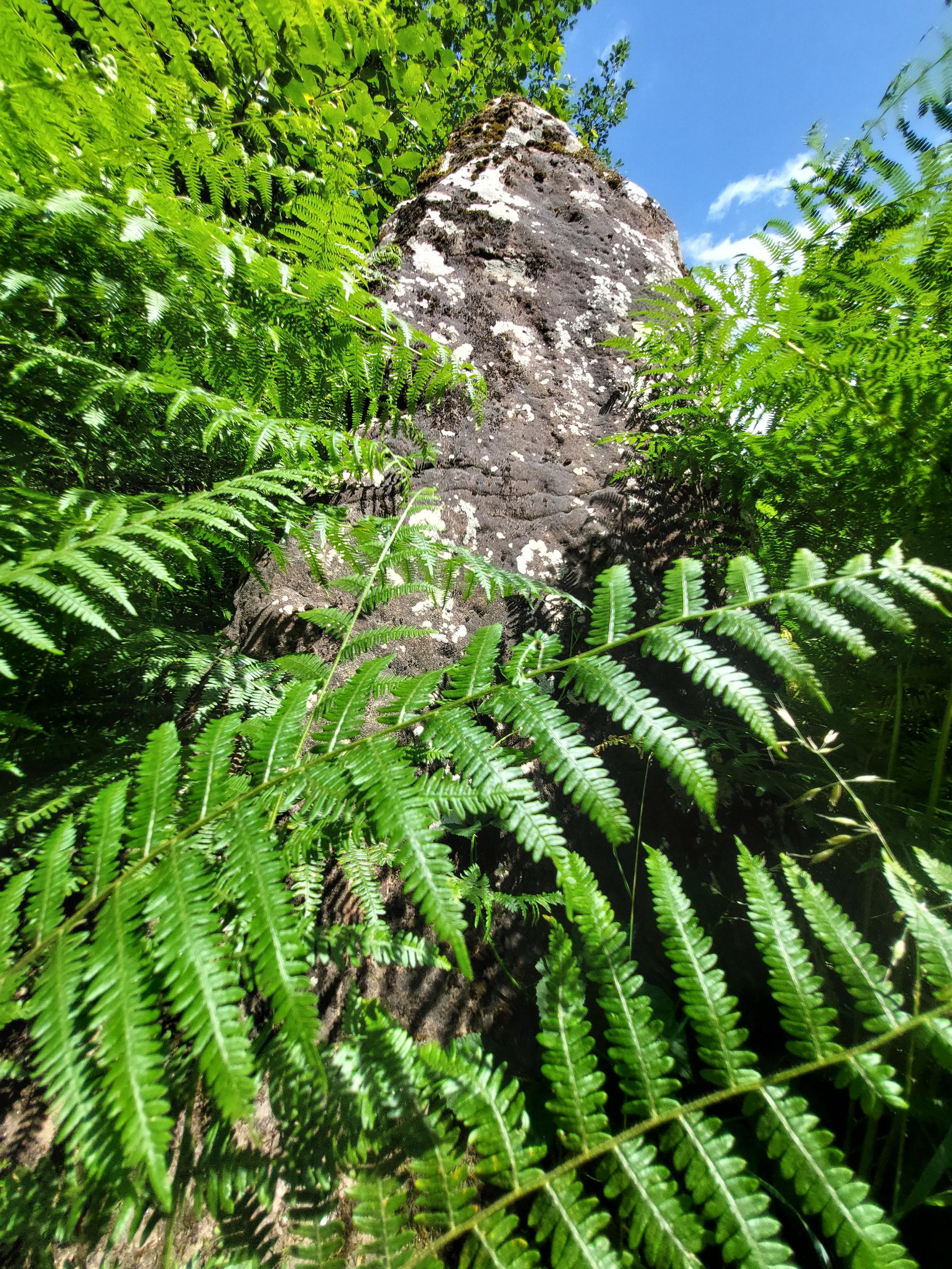A prehistoric standing stone, grey and lichen-covered, towering towards a blue sky, is surrounded by lush green ferns