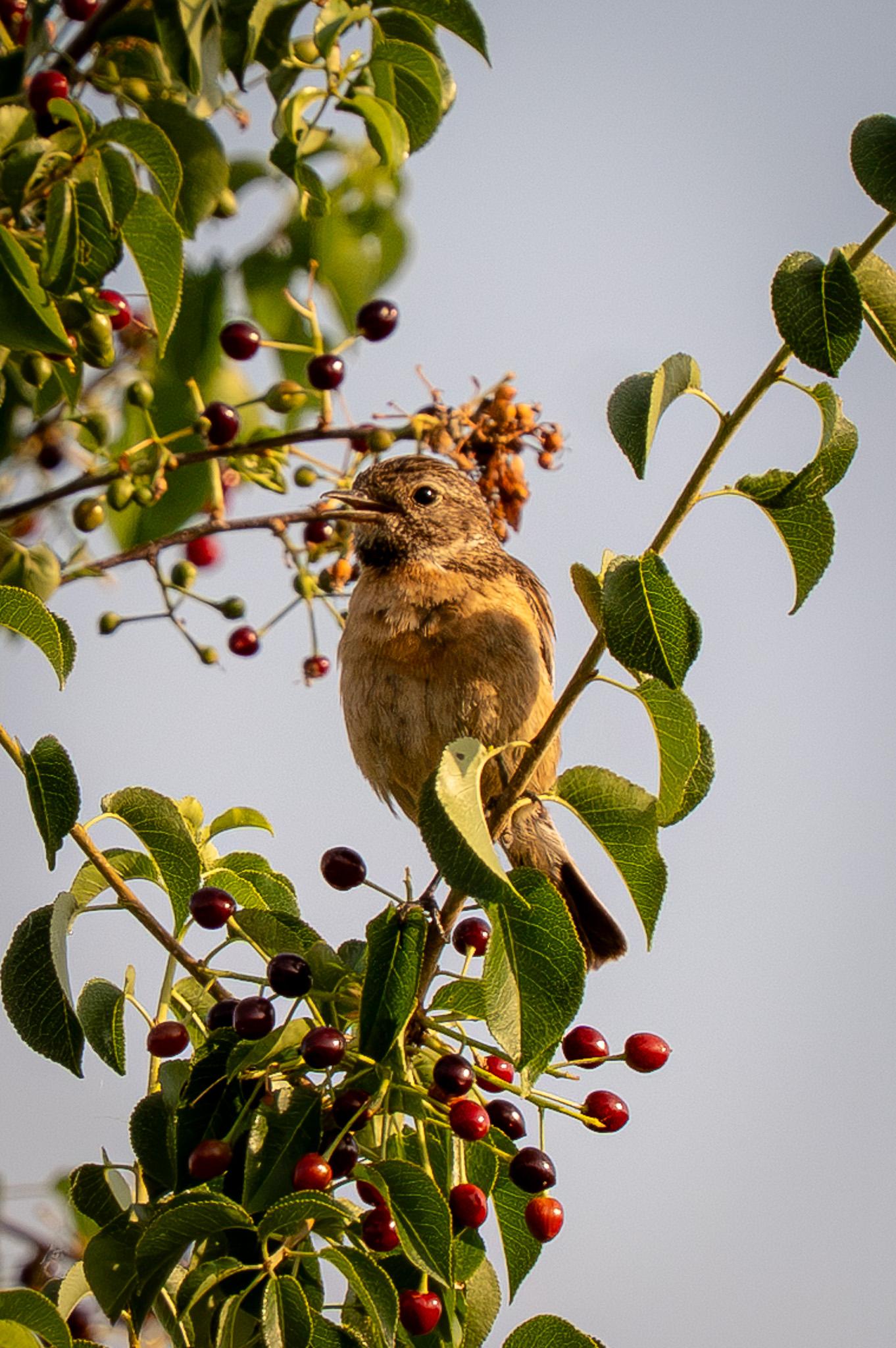 A young stonechat perches facing forward on a branch in a cherry tree full of ripe fruit. Against this backdrop, the sky is blue.