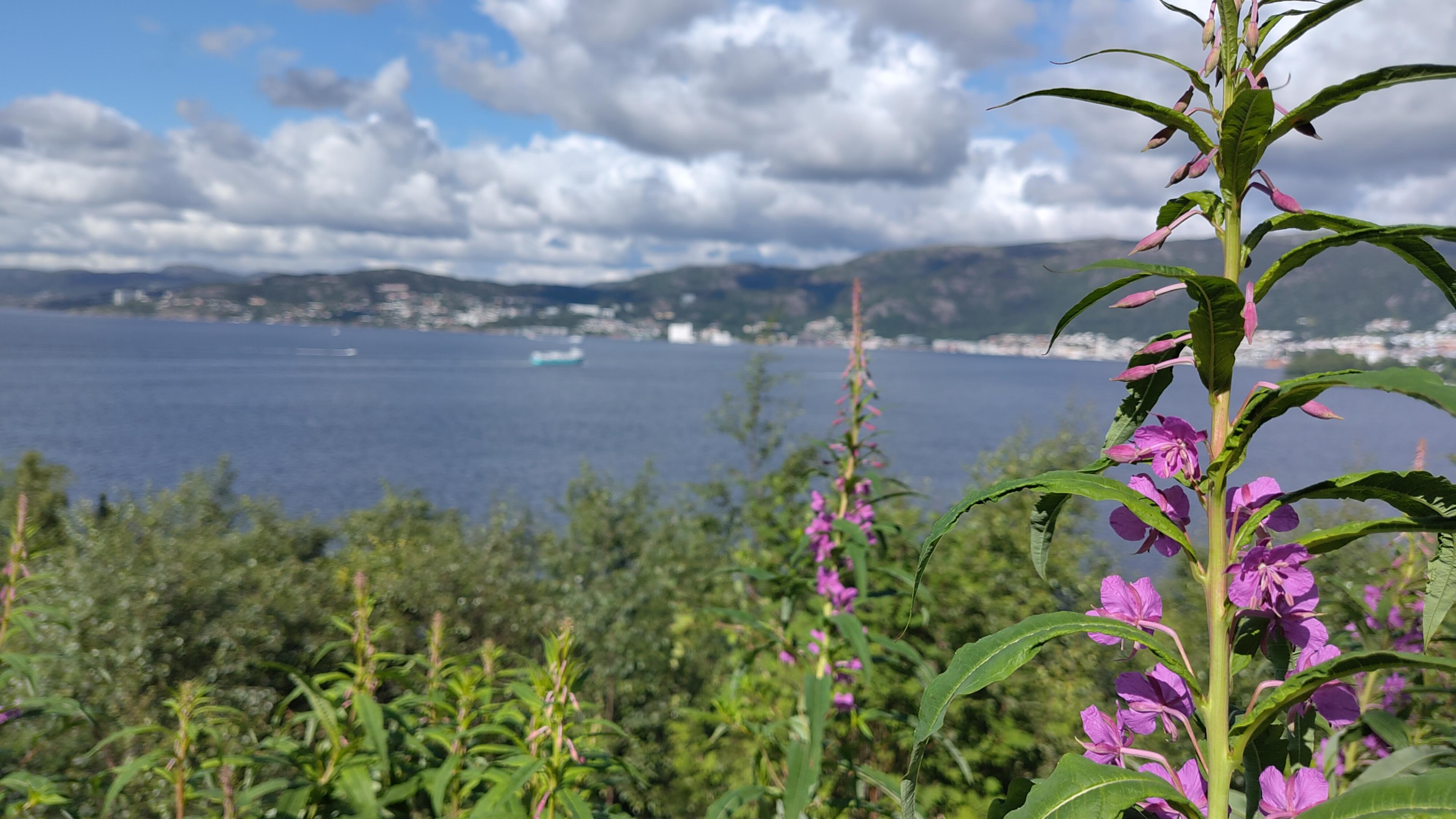 Byfjorden fra Lyreneset