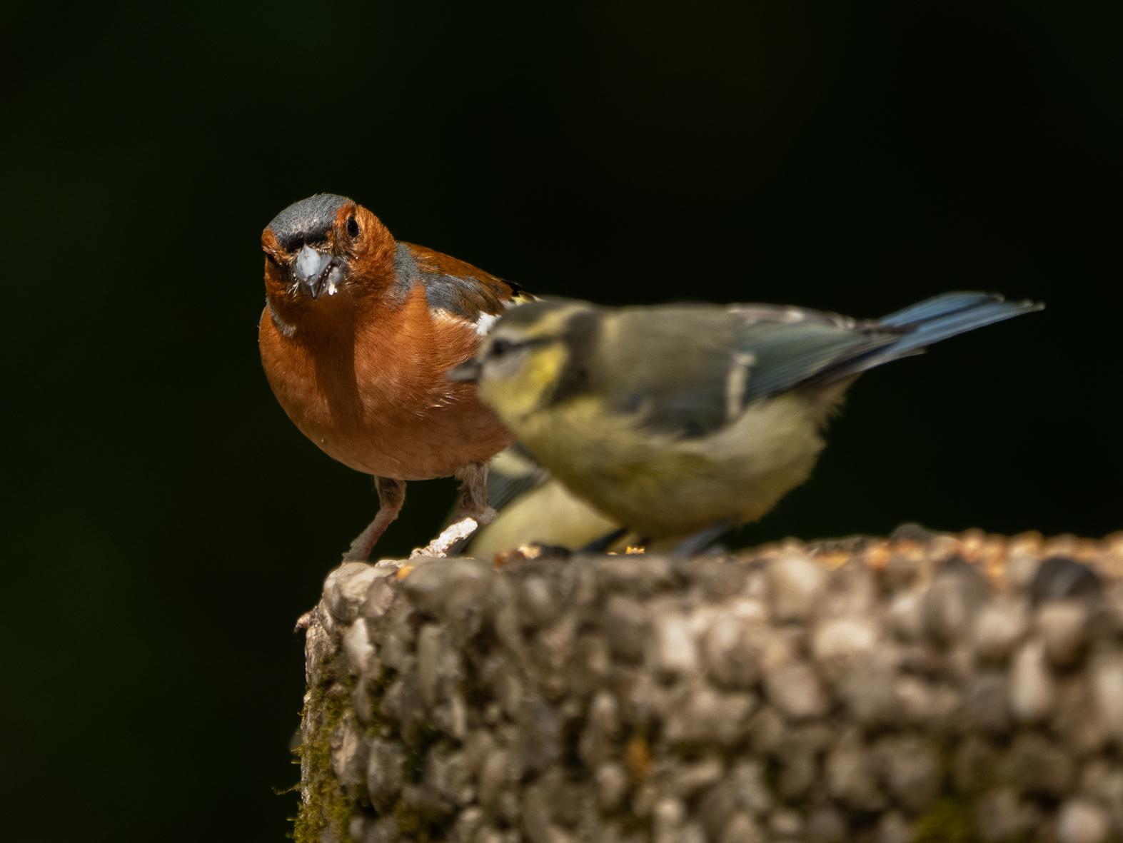 Im leuchtenden Abendlicht steht ein Buchfink vor dunklem Hintergrund auf einem Brunnenrand. Er beäugt scheinbar ein wenig skeptisch eine kleine Blaumeise, die etwas unscharf weiter vorne auf dem Brunnen sitzt.