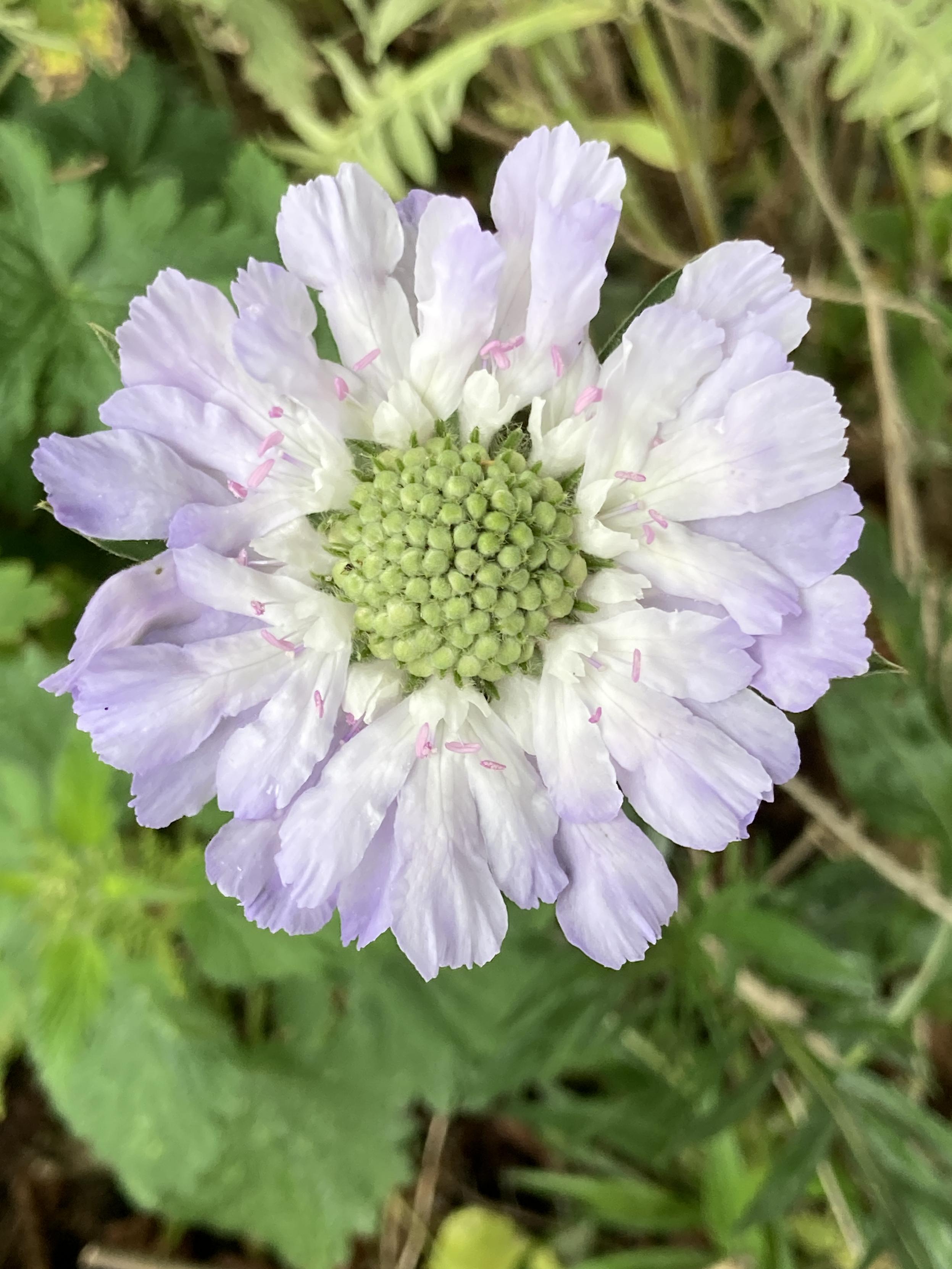 Close up photo taken outside during the day of a lilac coloured scabiosa or pincushion flower. There is a double ring of the lilac petals spanning outward in daisy formation. Then there is an inner circle of cream florets that surround the light green pincushion.